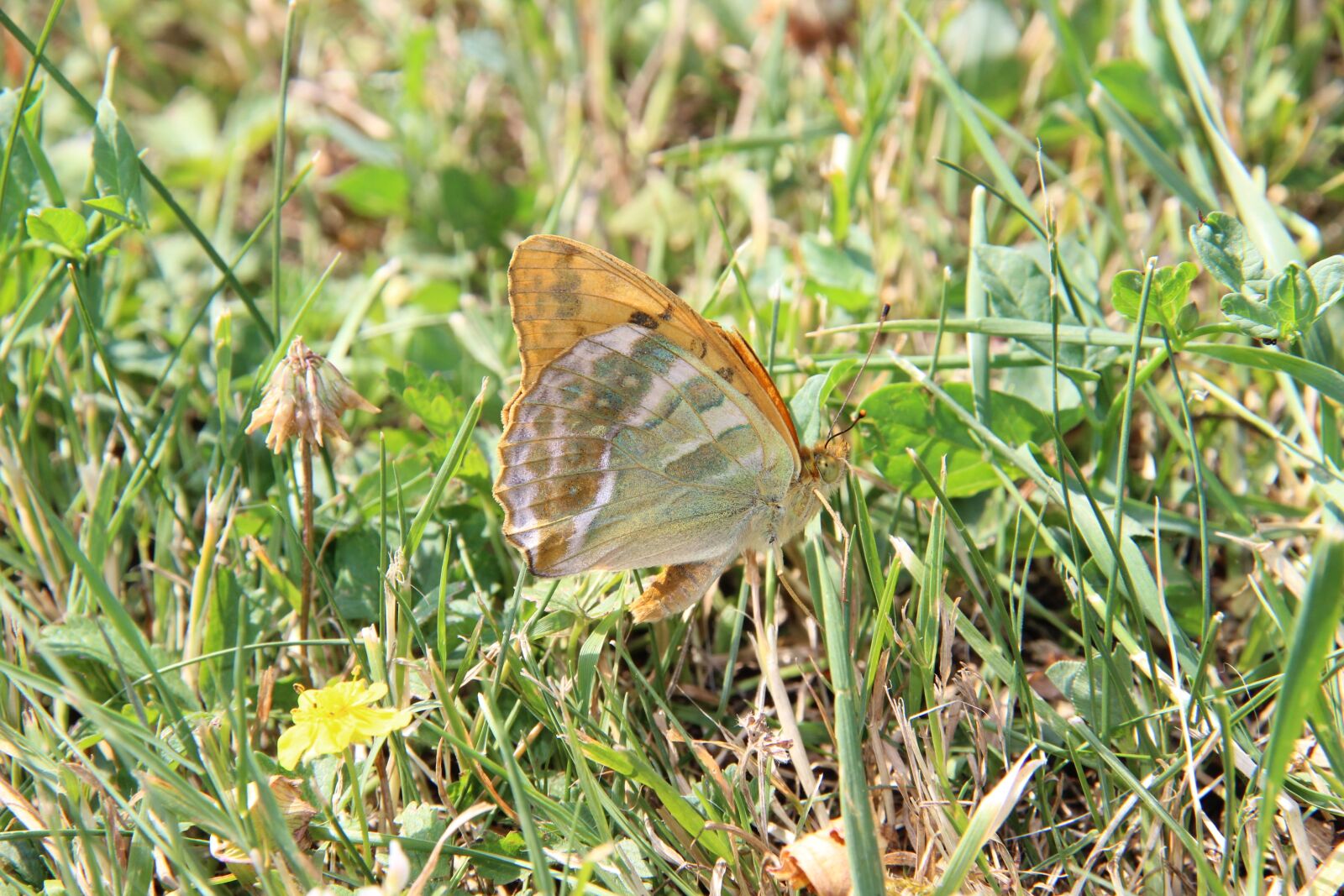 Canon EF-S 18-200mm F3.5-5.6 IS sample photo. Nature, insect, outdoor photography