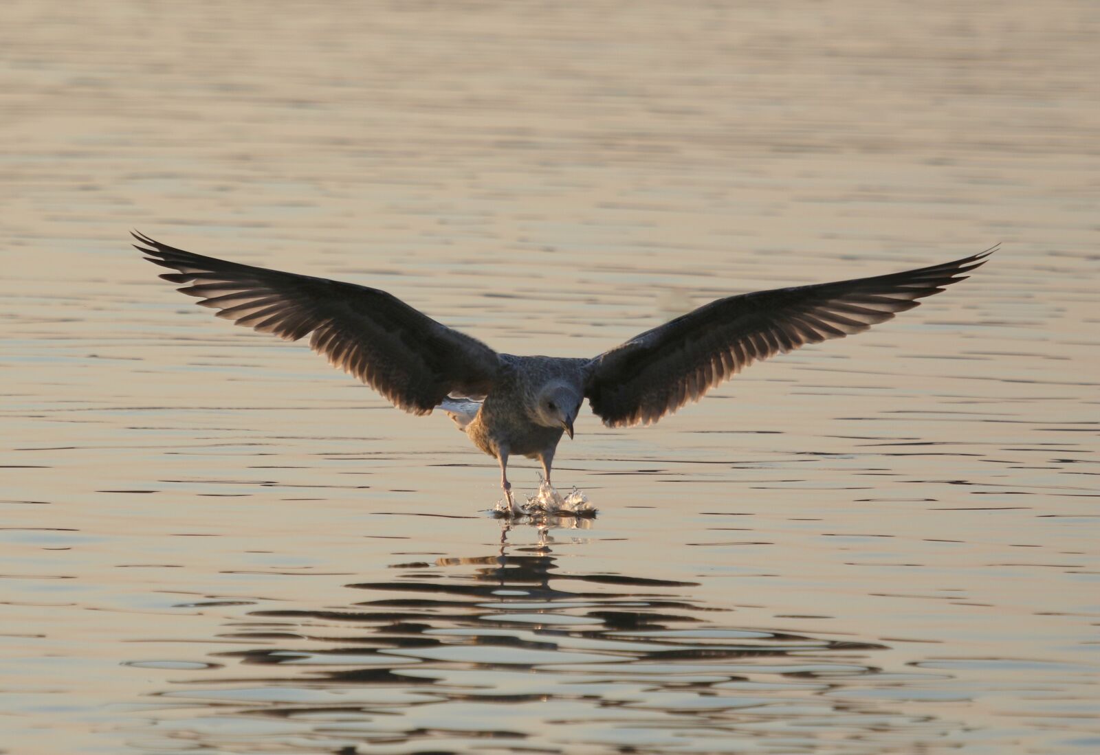 Canon EOS 7D Mark II + Canon EF 100-400mm F4.5-5.6L IS USM sample photo. Percarus, flight, water photography