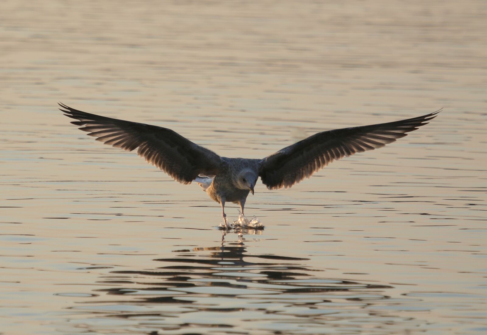 Canon EF 100-400mm F4.5-5.6L IS USM sample photo. Percarus, flight, water photography