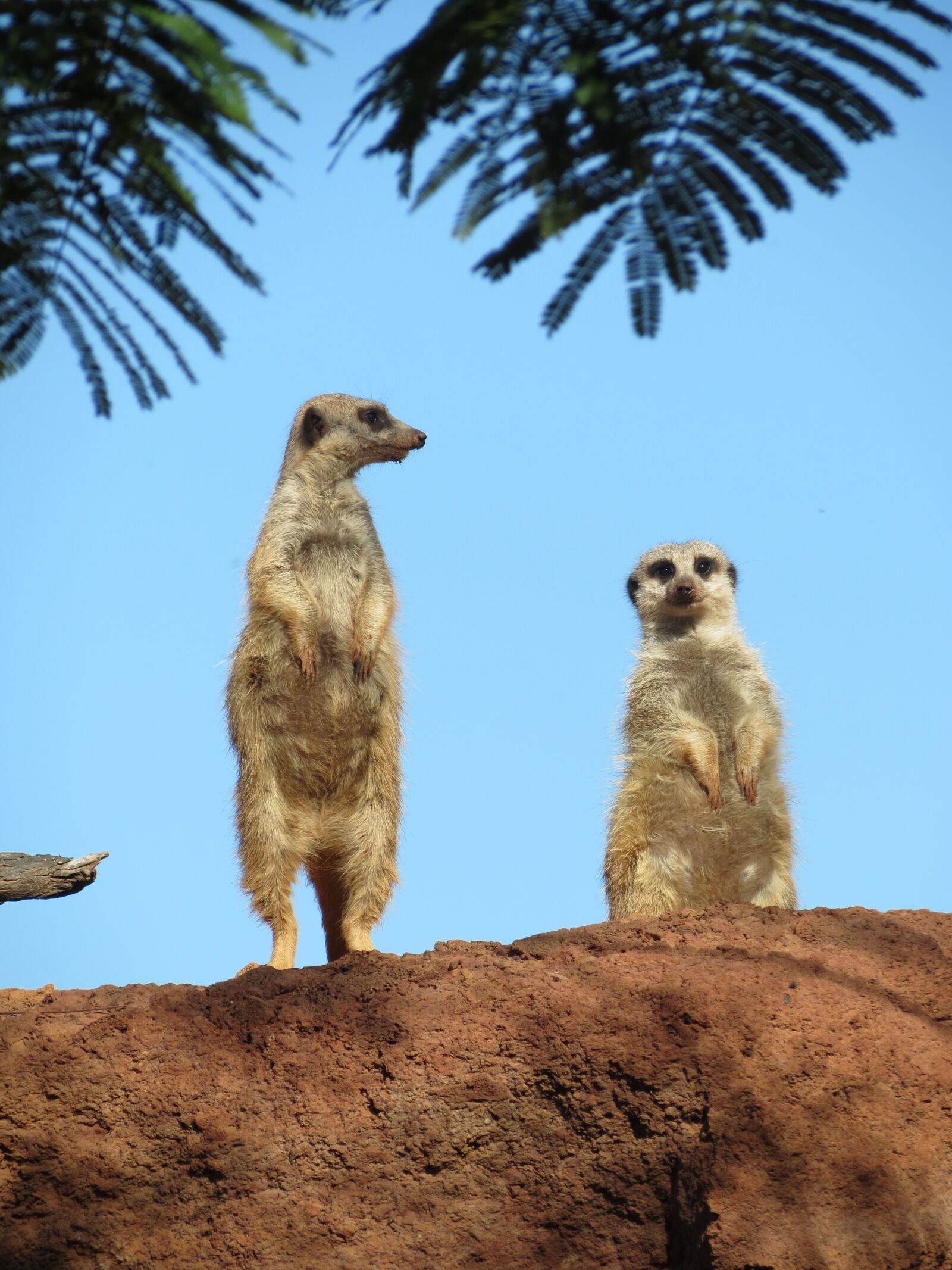 Canon PowerShot SX40 HS sample photo. Mongoose, peer, animal photography