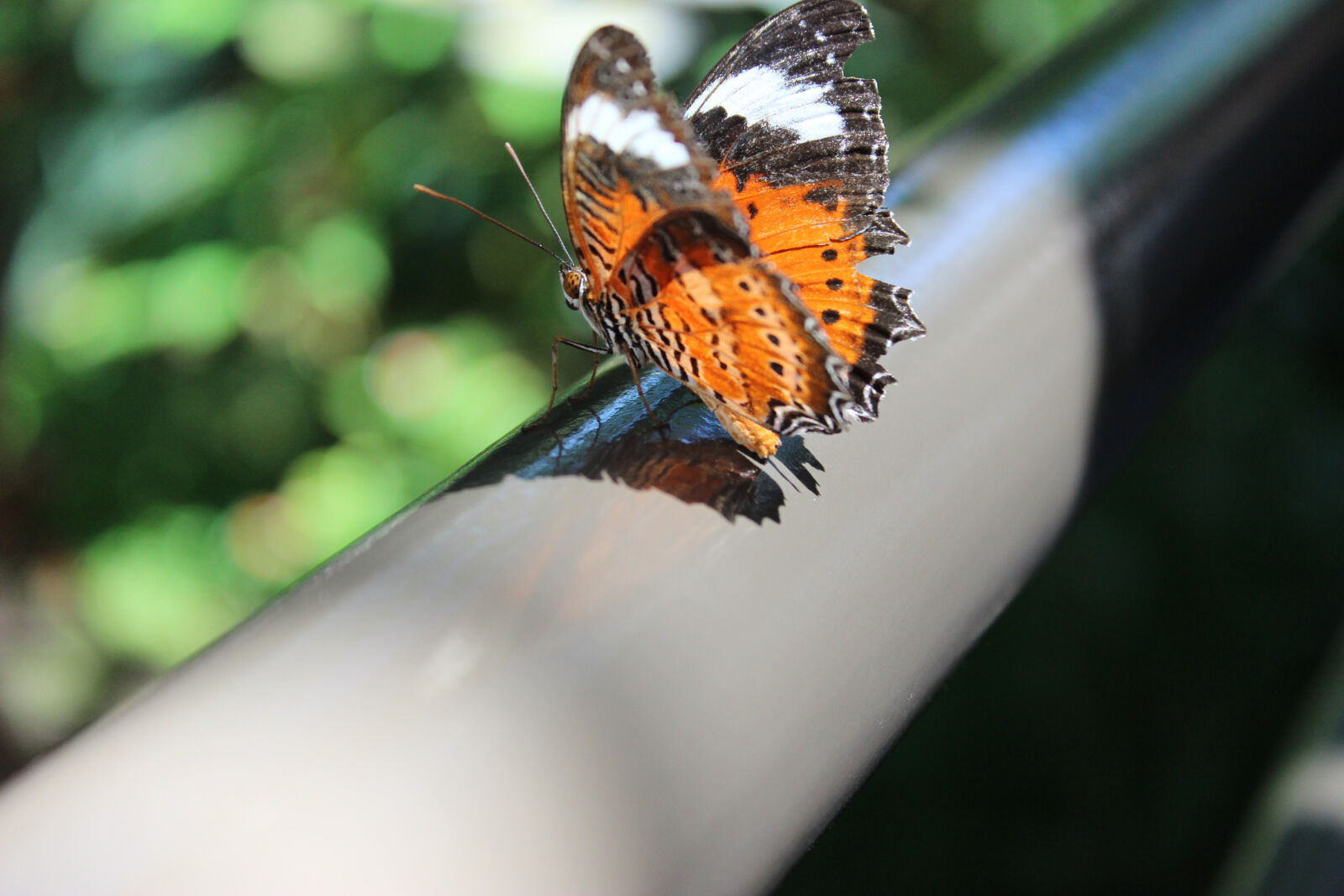 Canon EOS 600D (Rebel EOS T3i / EOS Kiss X5) sample photo. Beautiful, bright, butterfly, centered photography