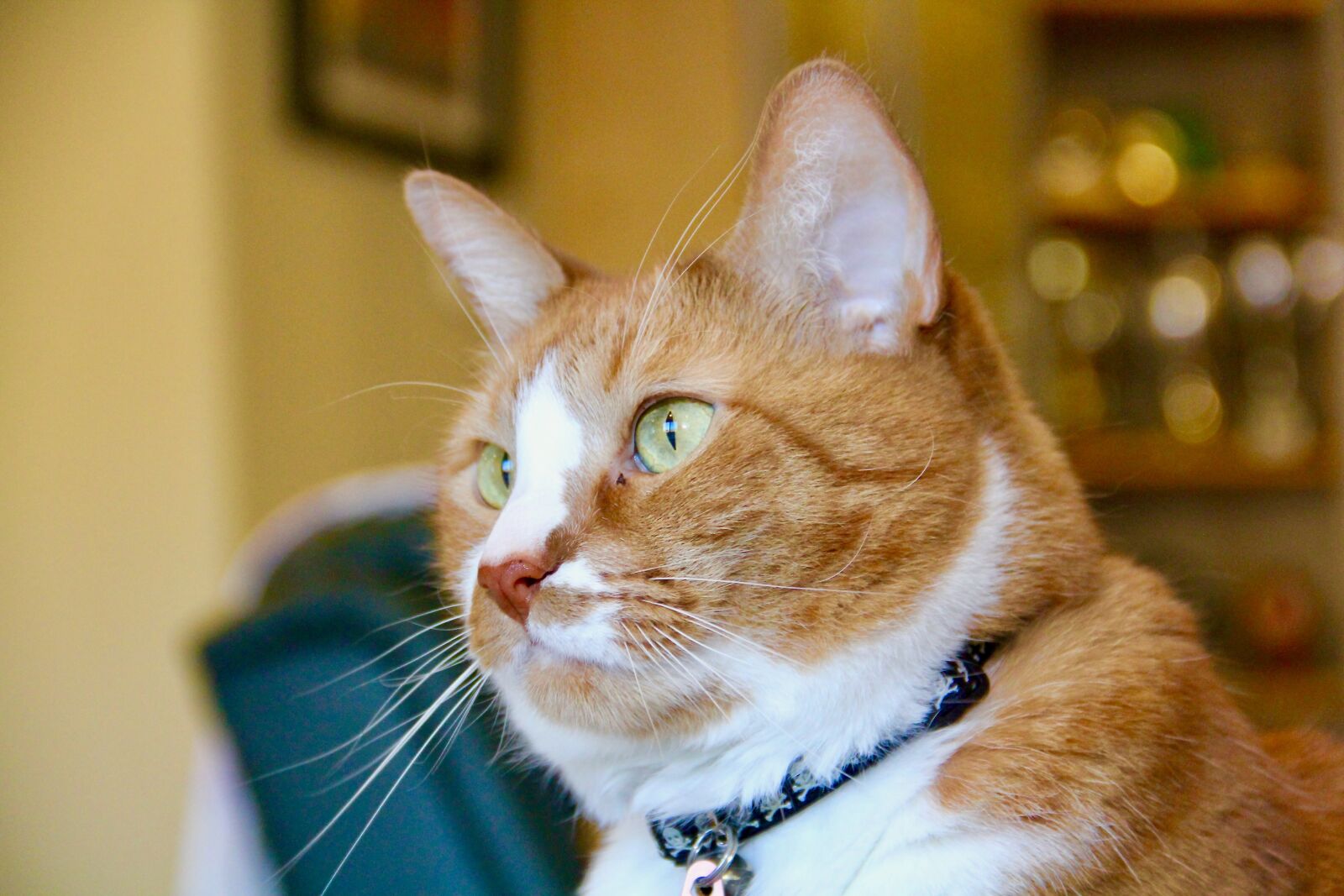 Canon EOS 60D sample photo. Cat, ginger, pet photography