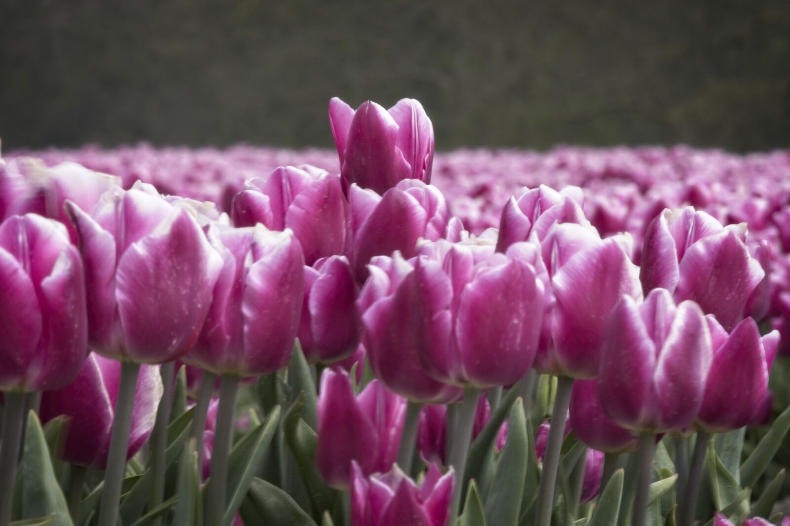 Tamron SP 70-200mm F2.8 Di VC USD G2 sample photo. Tulip, tulips, tulip field photography