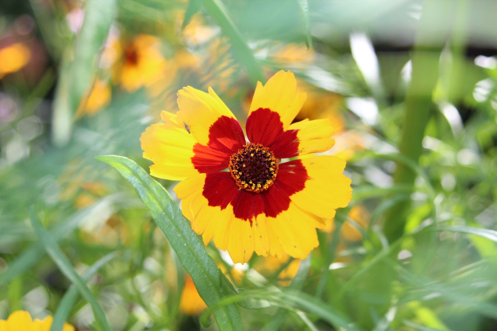 Canon EF 28-80mm f/3.5-5.6 USM sample photo. Coreopsis, flower, blossom photography