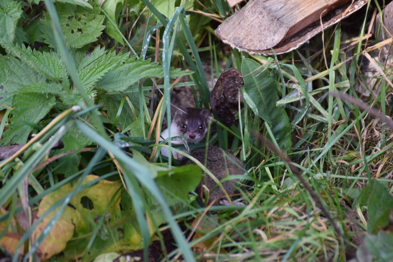 Nikon D3300 sample photo. Animal, creature, weasel photography