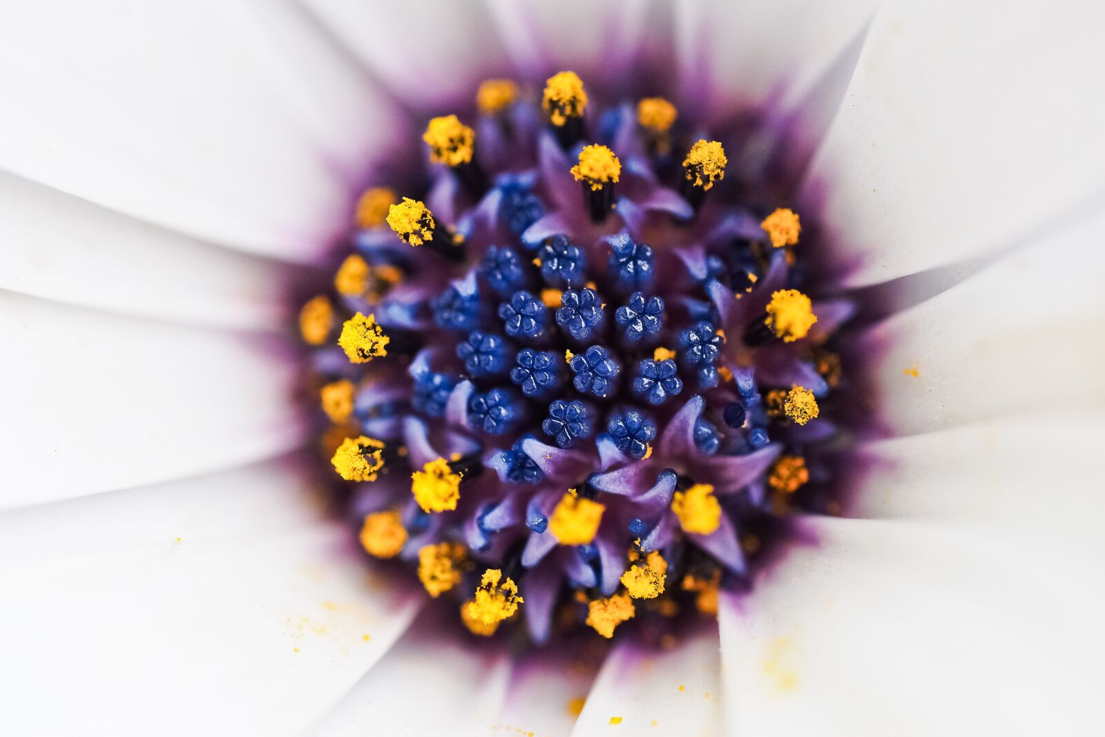 Olympus OM-D E-M10 sample photo. Cape basket, flower, composites photography