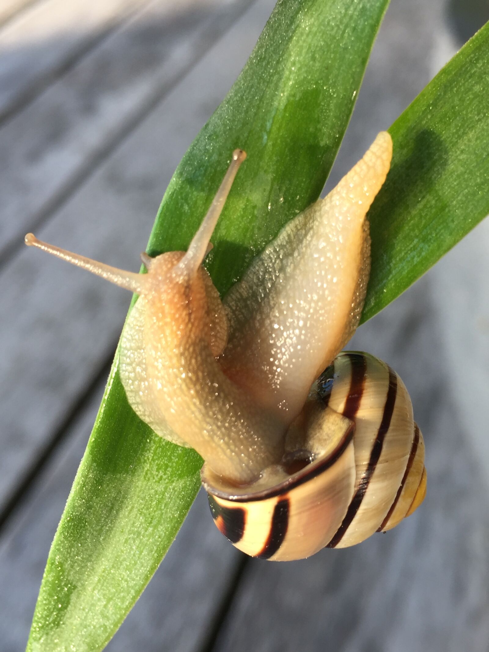 Apple iPhone 6 sample photo. Snail, animal, shell photography