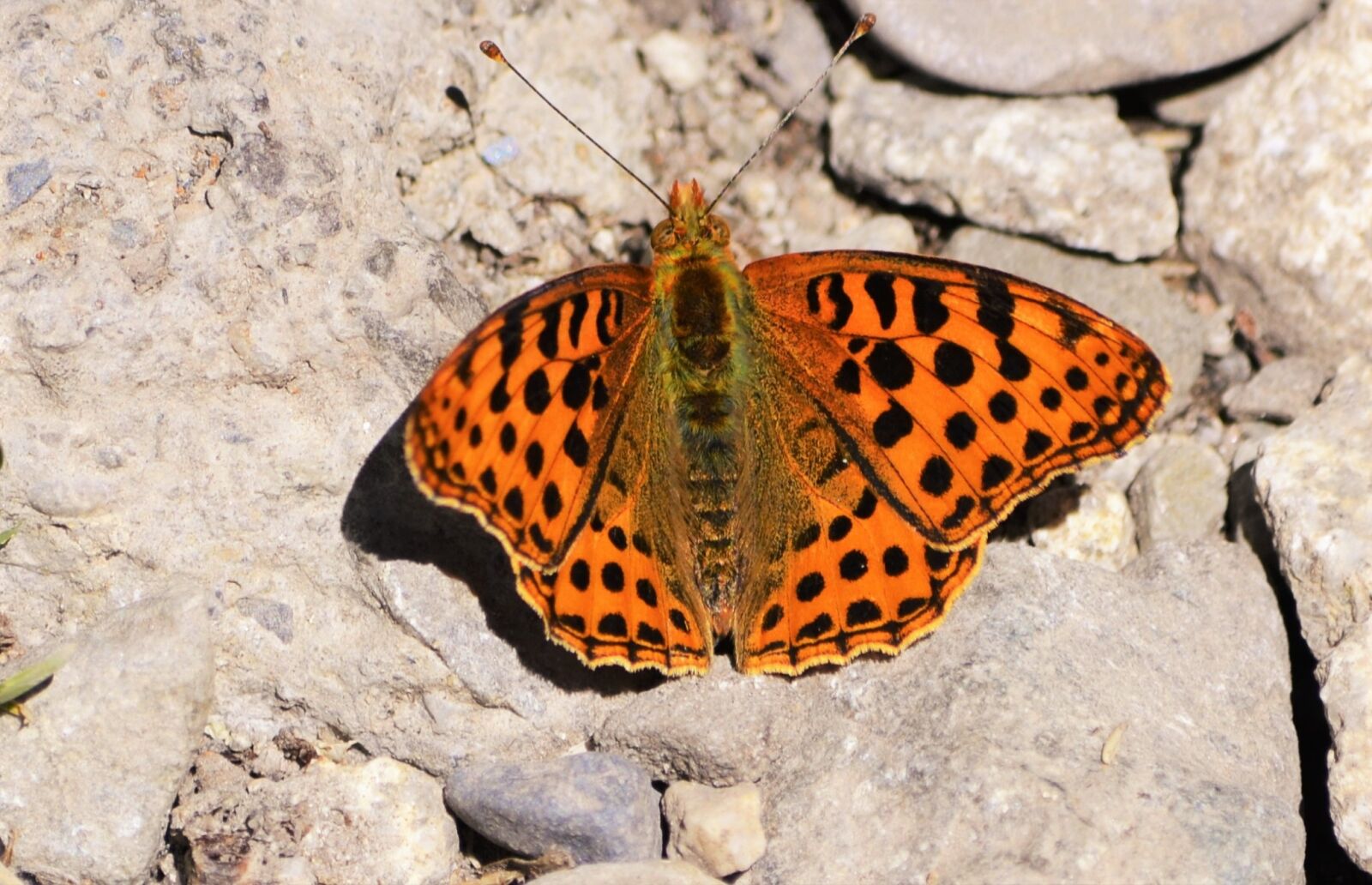 Nikon D3100 sample photo. Butterfly, pyrenees, nature photography