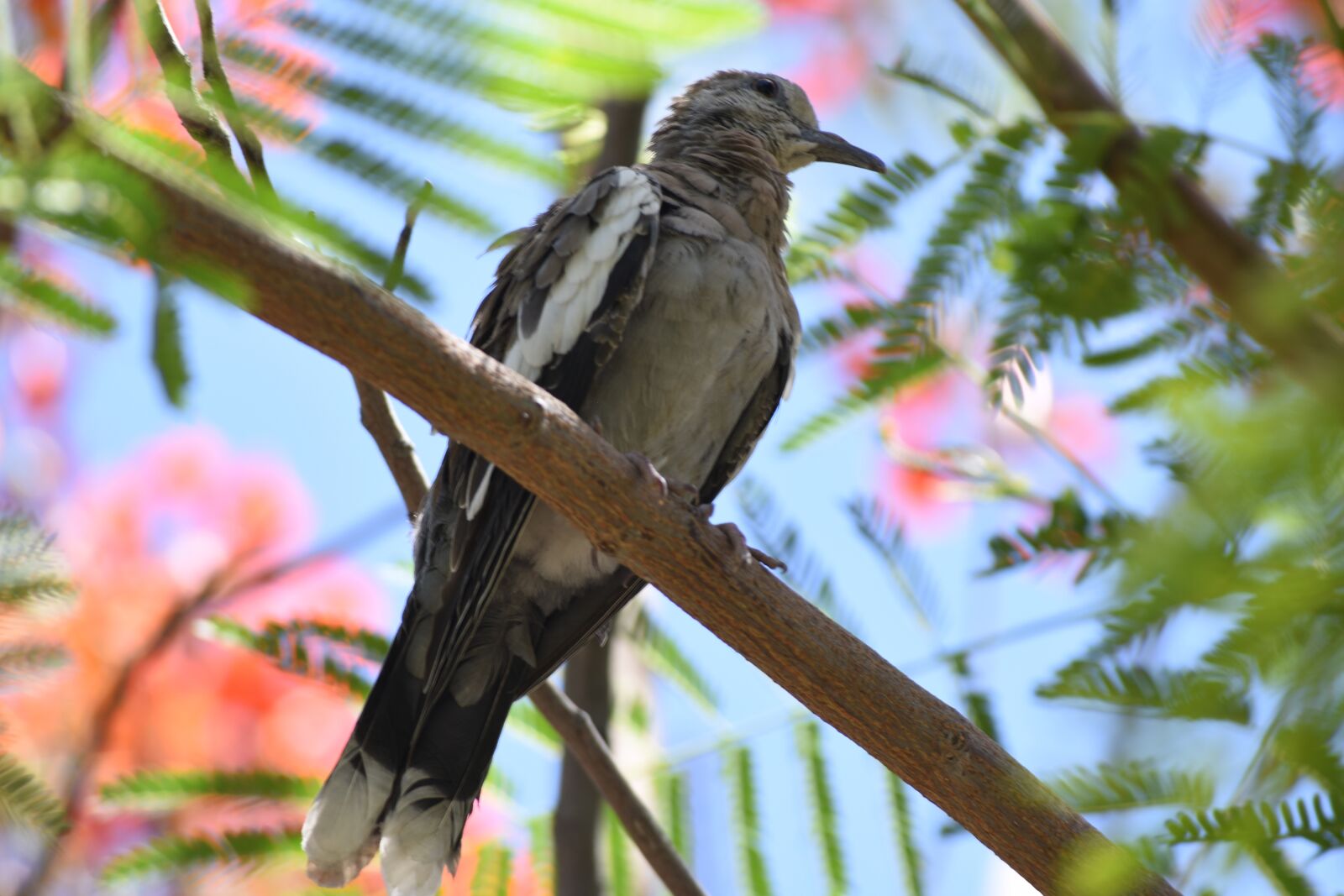 Nikon D3400 sample photo. Bird, cute, animal photography