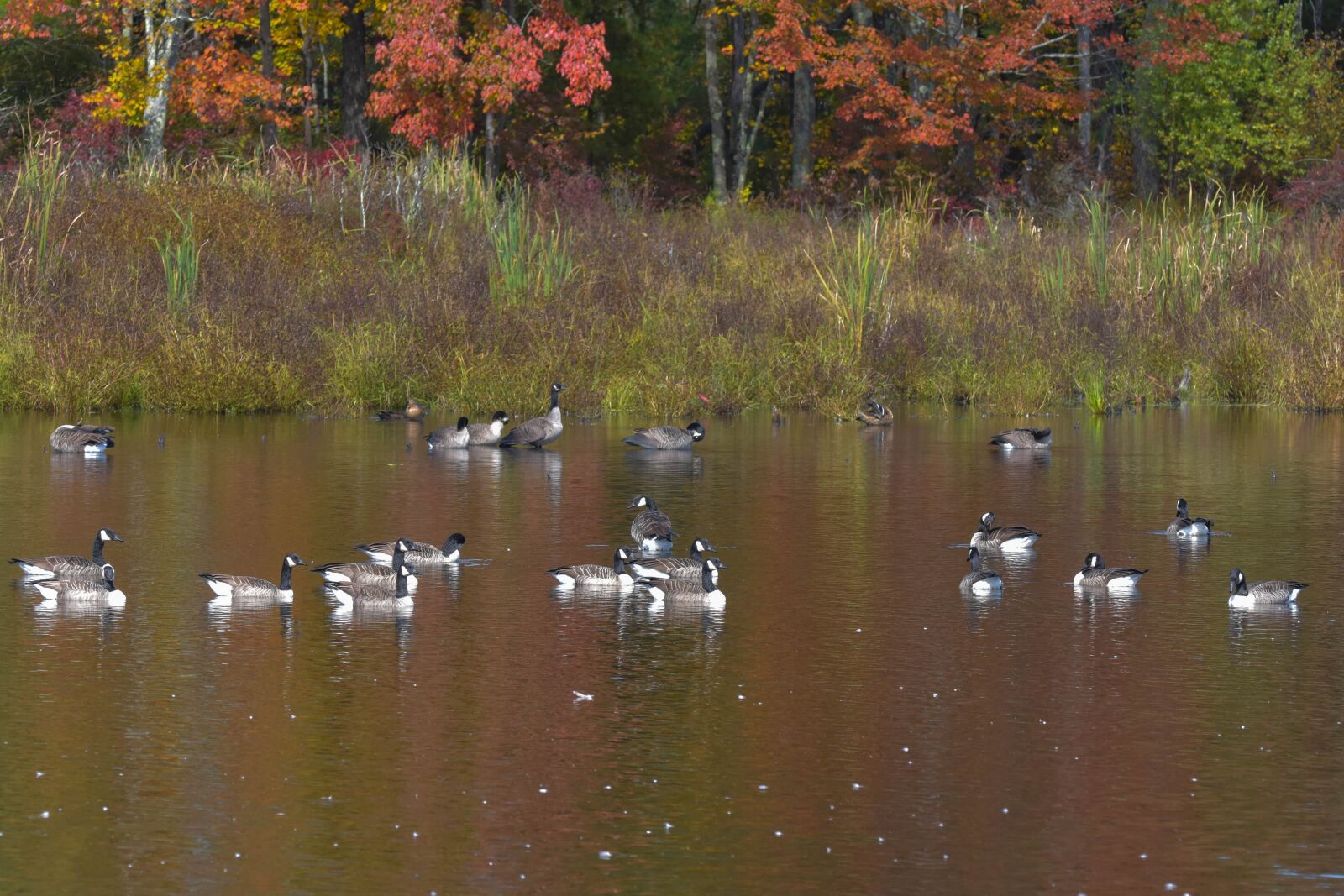Nikon D3400 sample photo. Nature, birds, geese photography