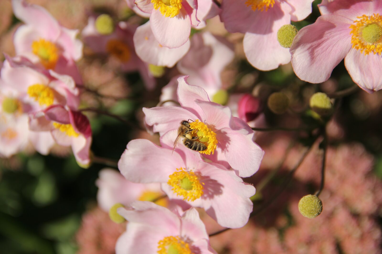 Canon EOS 60D sample photo. Anemone, close up, bee photography