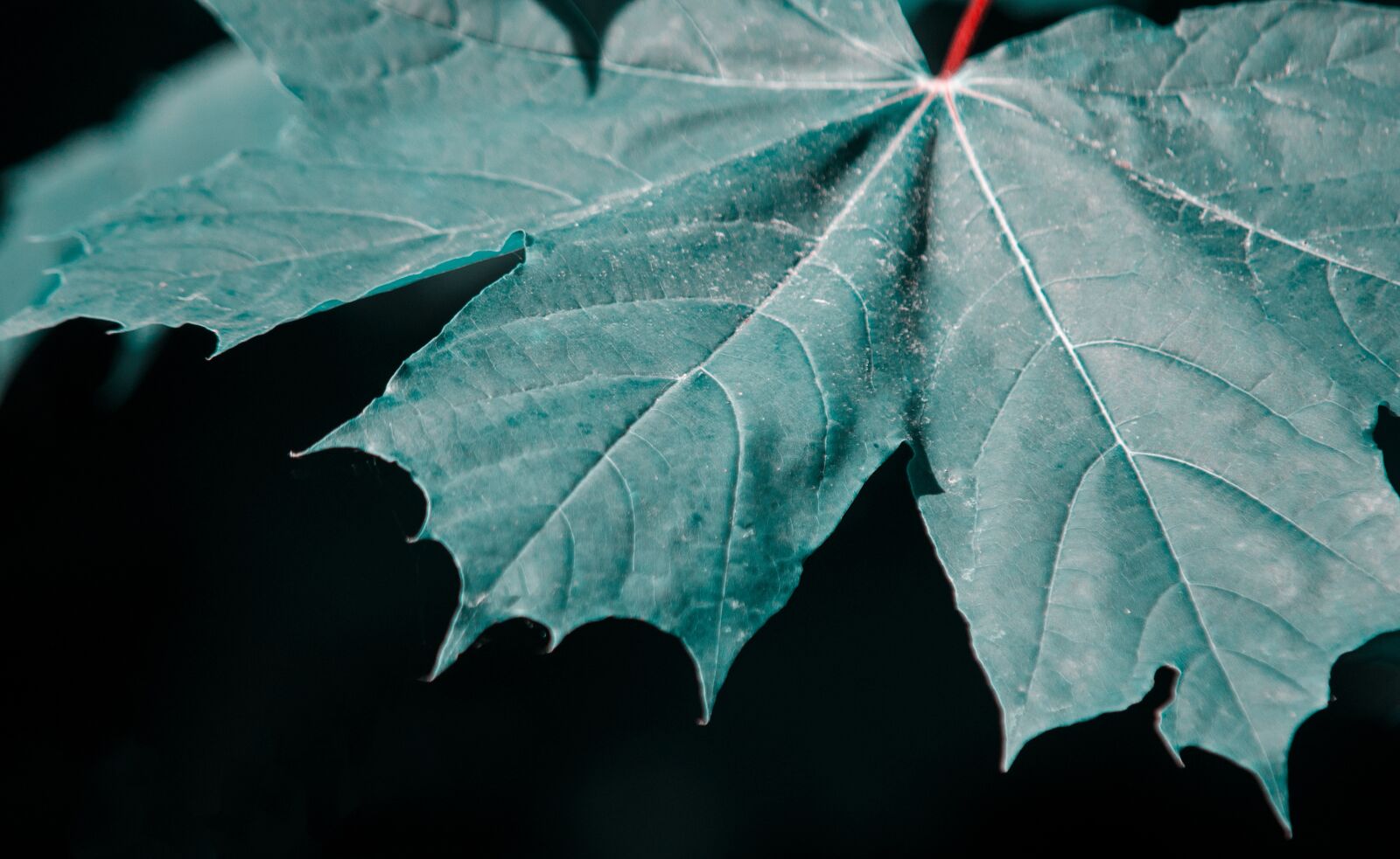 Nikon D5100 sample photo. Leaf, maple leaf, maple photography