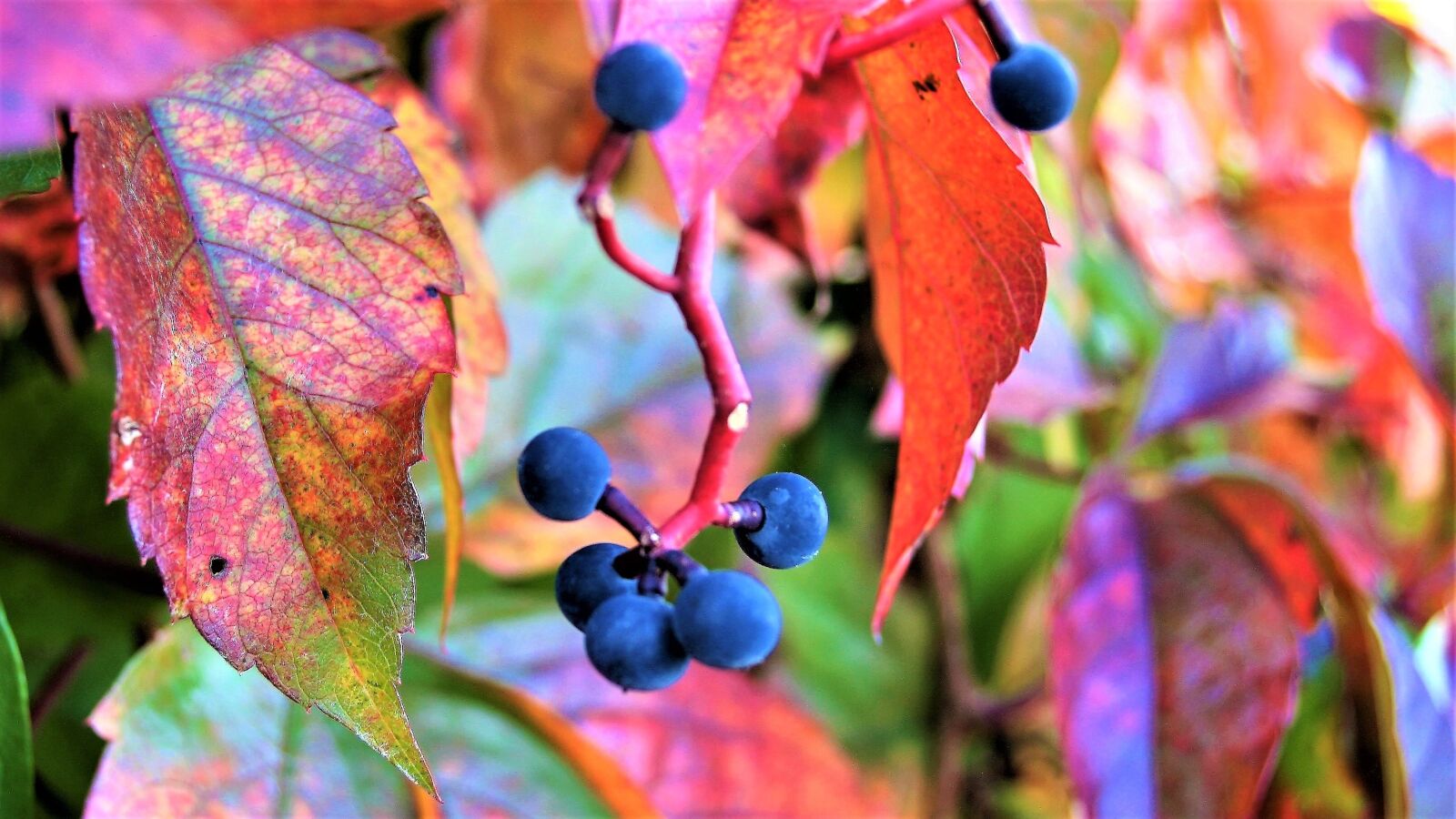 Canon EOS 400D (EOS Digital Rebel XTi / EOS Kiss Digital X) sample photo. Grapes, foliage, autumn photography