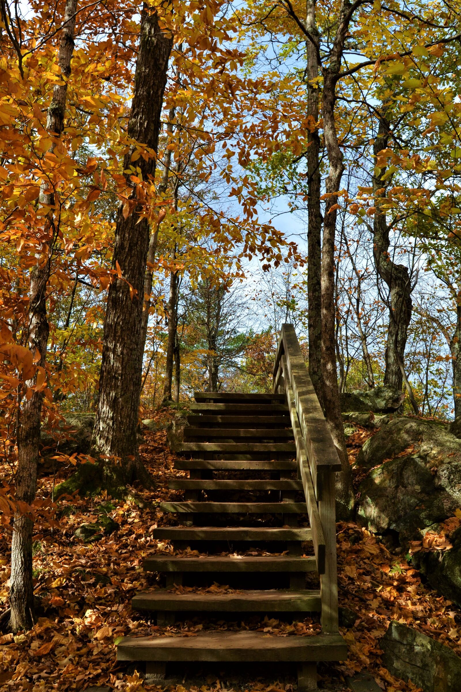 Nikon D3100 sample photo. Stairs, forest, woods photography