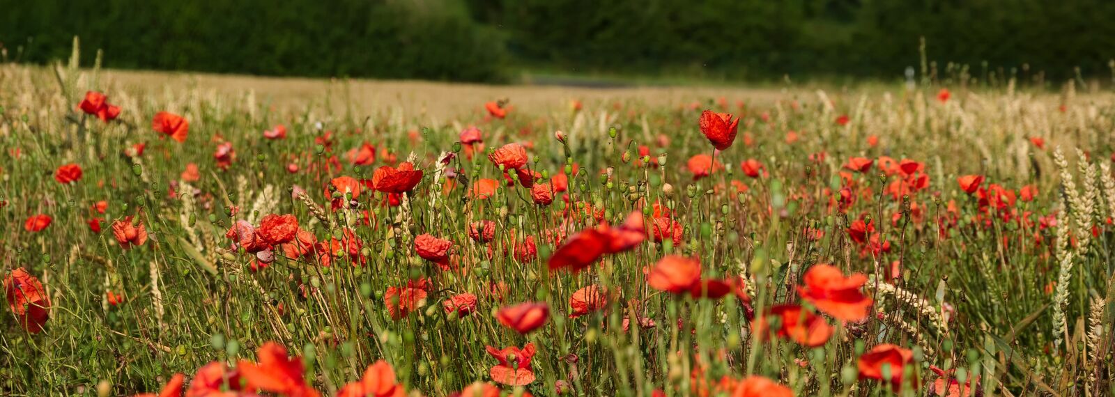 Nikon D3300 sample photo. Poppy, field, cornfield photography