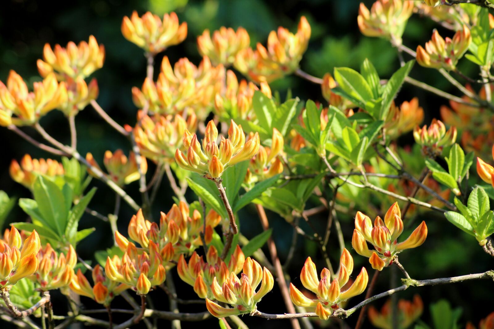 Canon EOS 1200D (EOS Rebel T5 / EOS Kiss X70 / EOS Hi) sample photo. Azaleas, the buds, boost photography