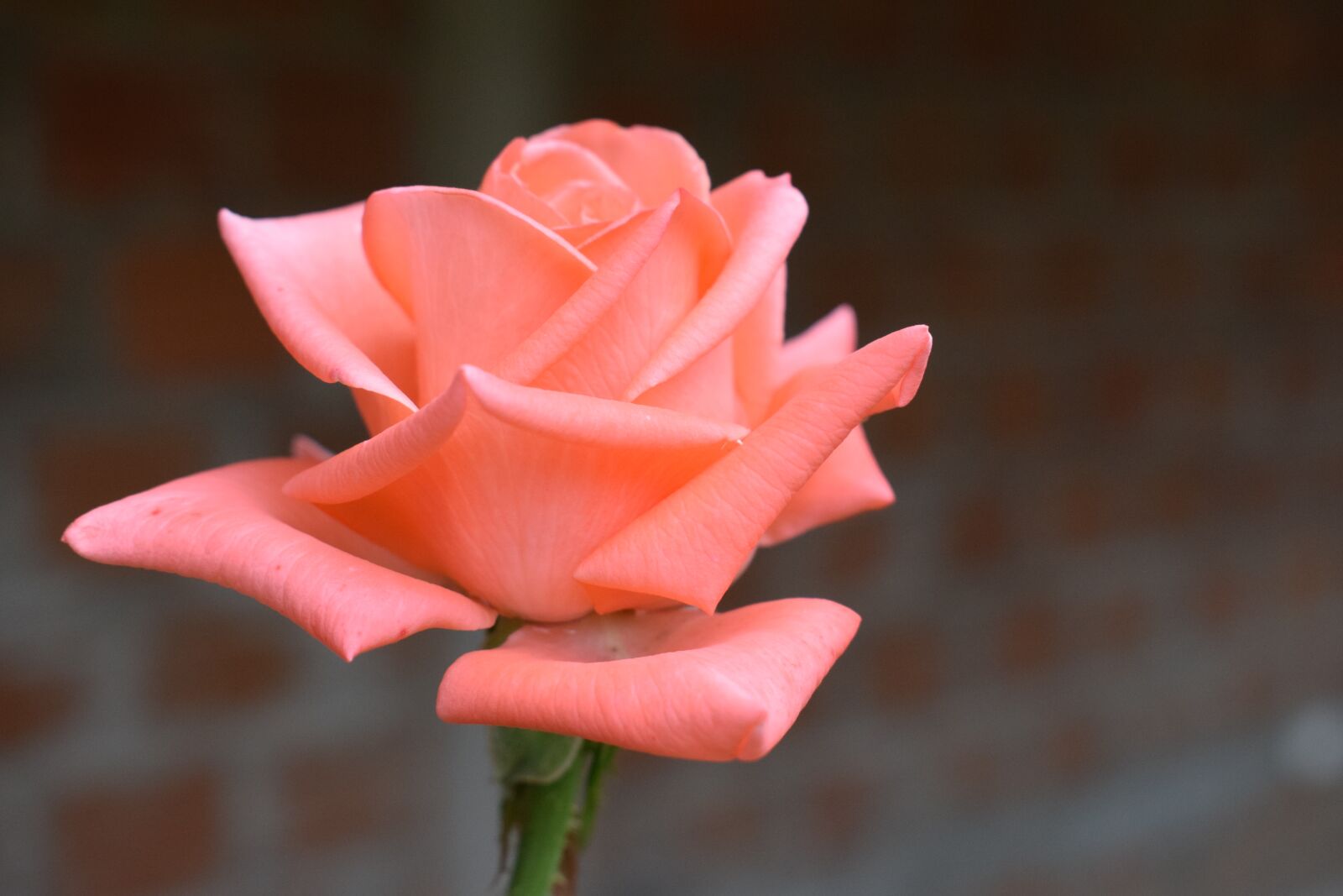 Nikon D5300 sample photo. Colombia, flowers, roses photography