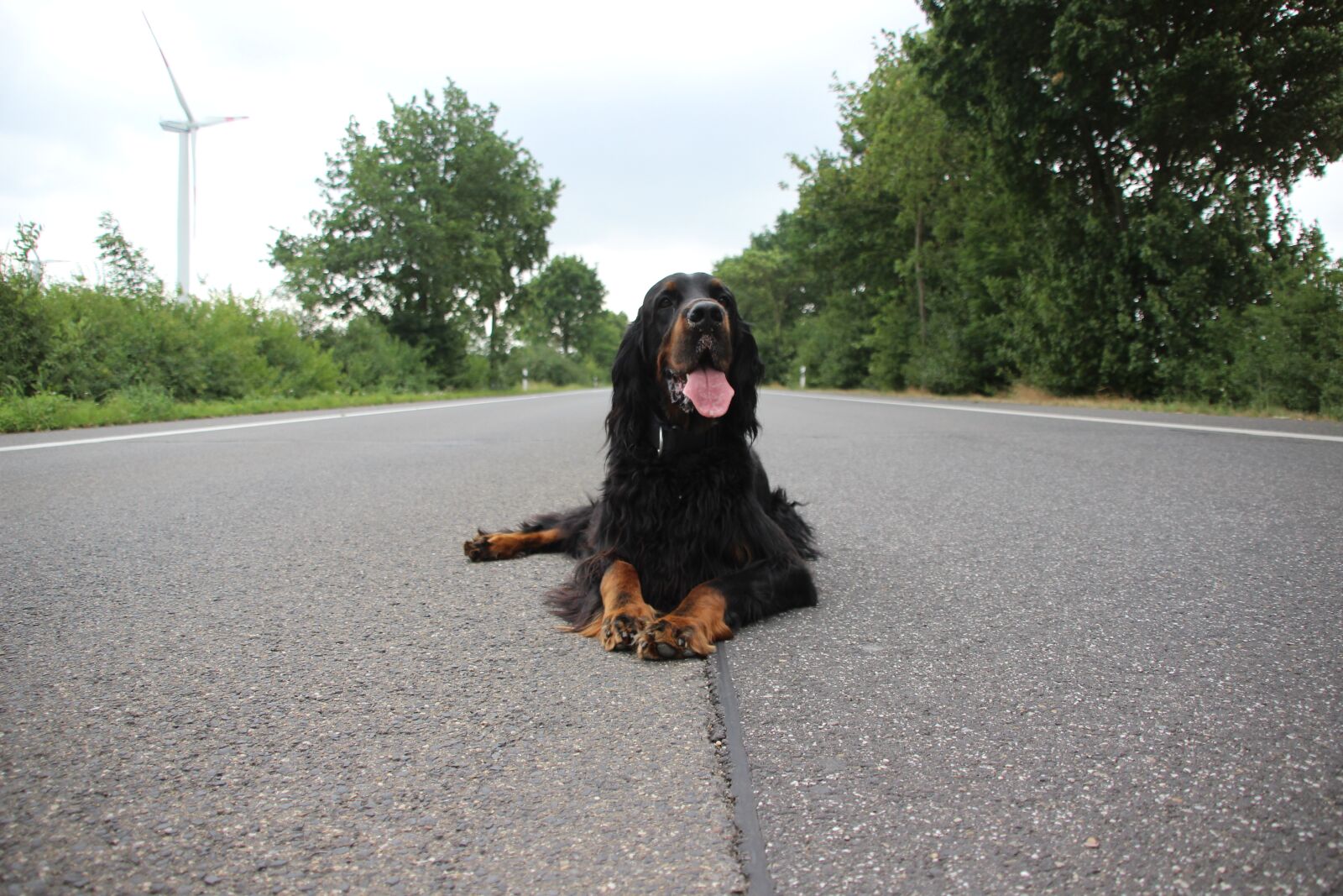 Canon EOS 600D (Rebel EOS T3i / EOS Kiss X5) sample photo. Dog, setter, gordon photography
