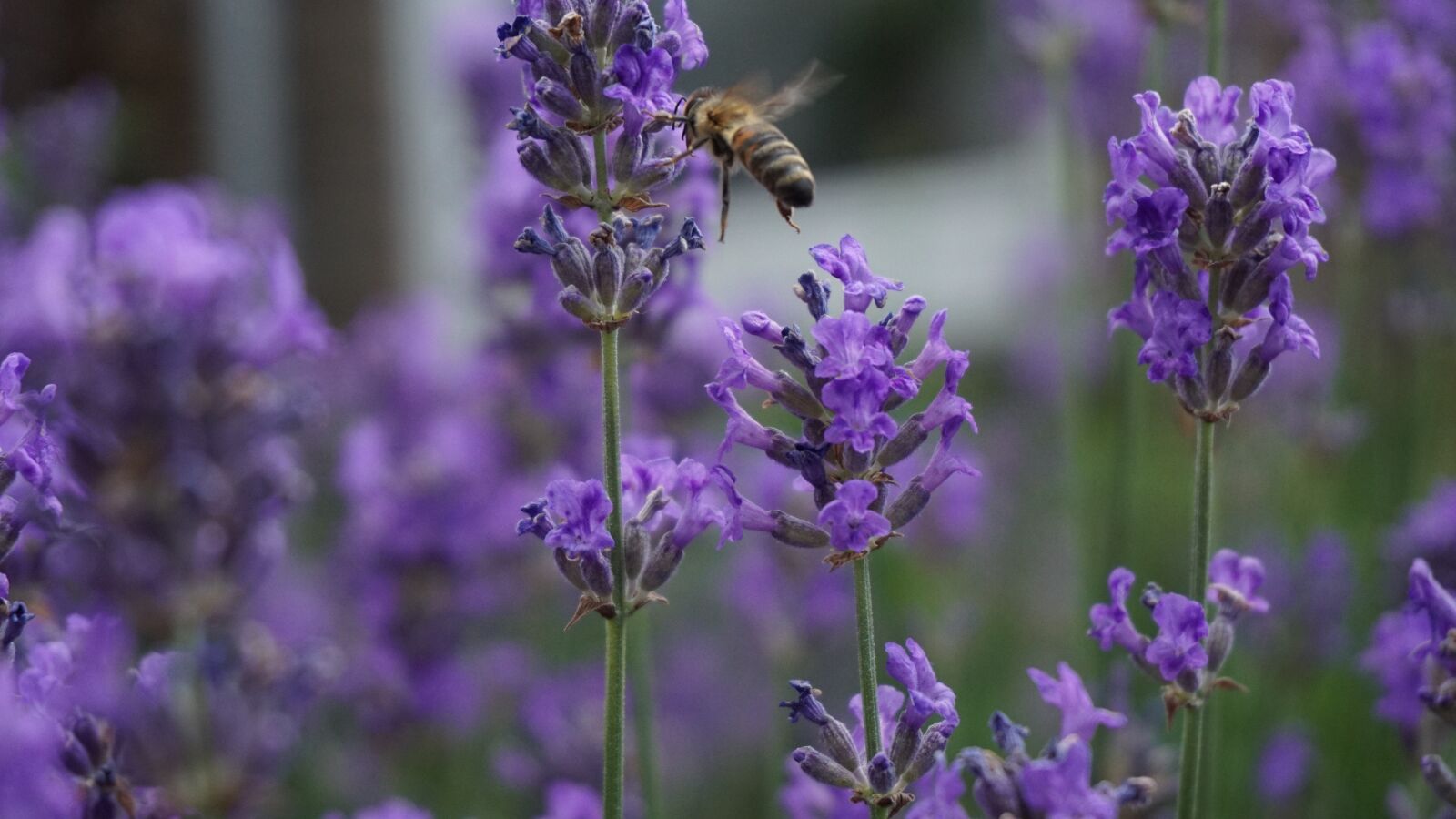 Sony a6000 sample photo. Bee, biene, spring photography