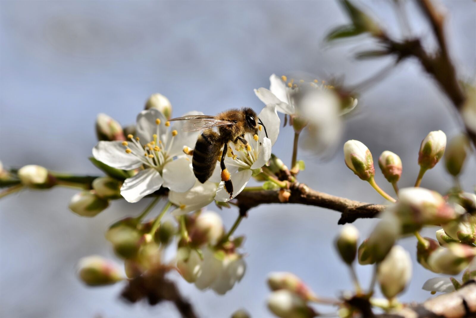 Nikon D7200 sample photo. Bee, honey bee, insect photography
