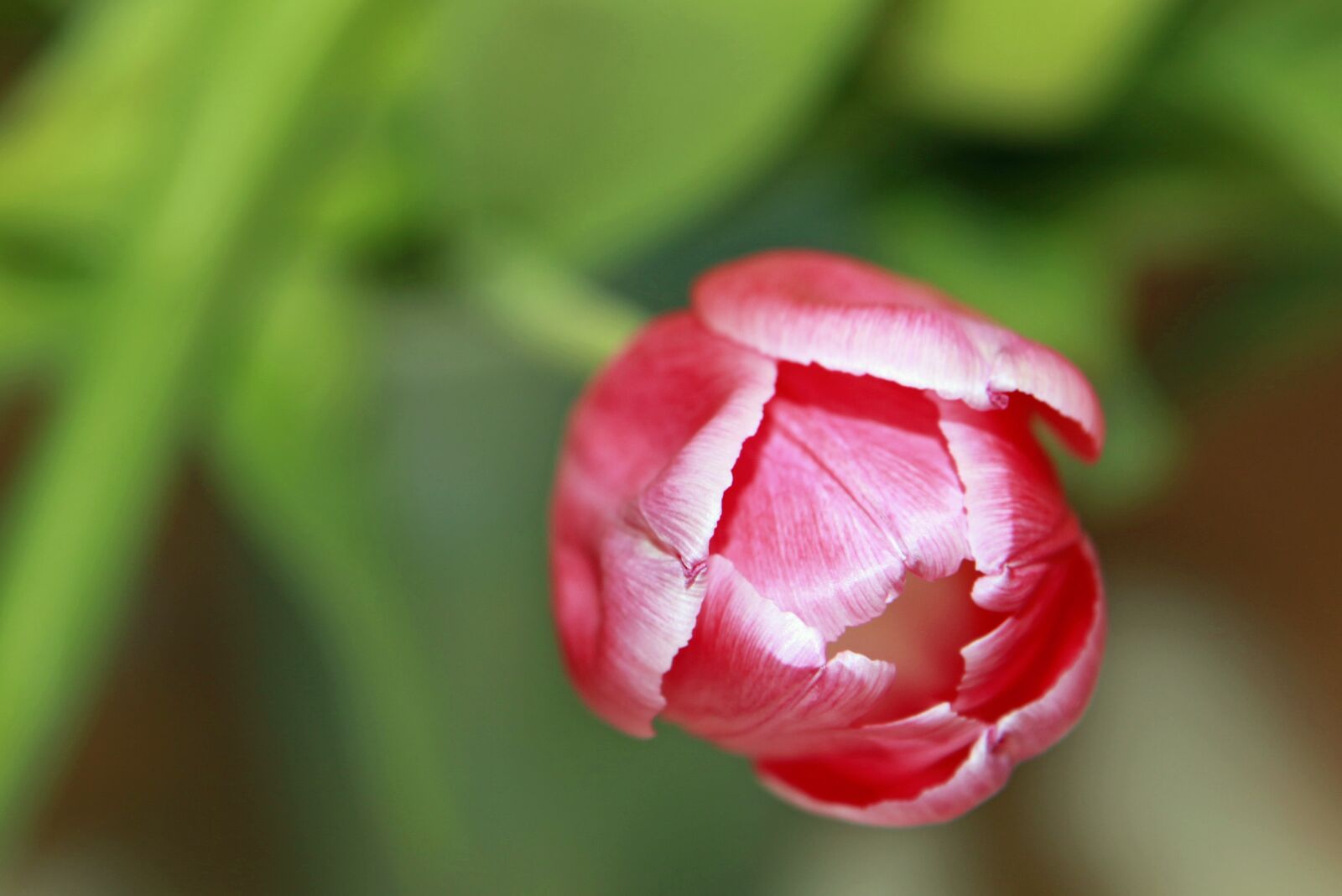 Canon EOS 5D Mark II sample photo. Tulip, red, spring photography