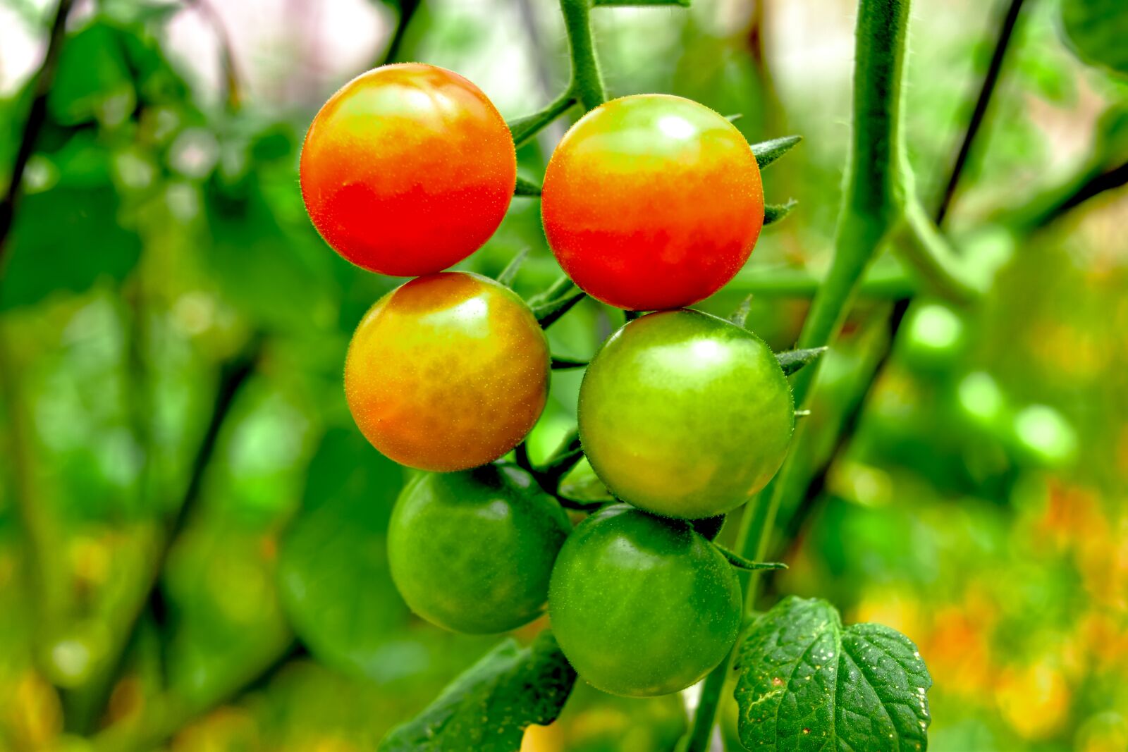 Nikon D5500 sample photo. Cherry tomatoes, tomato, tomatoes photography