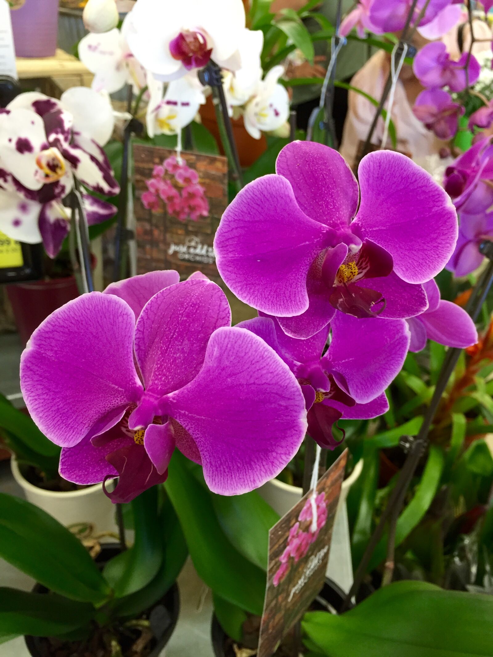 iPhone 6 Plus back camera 4.15mm f/2.2 sample photo. Colored, exotic, floral, flower photography