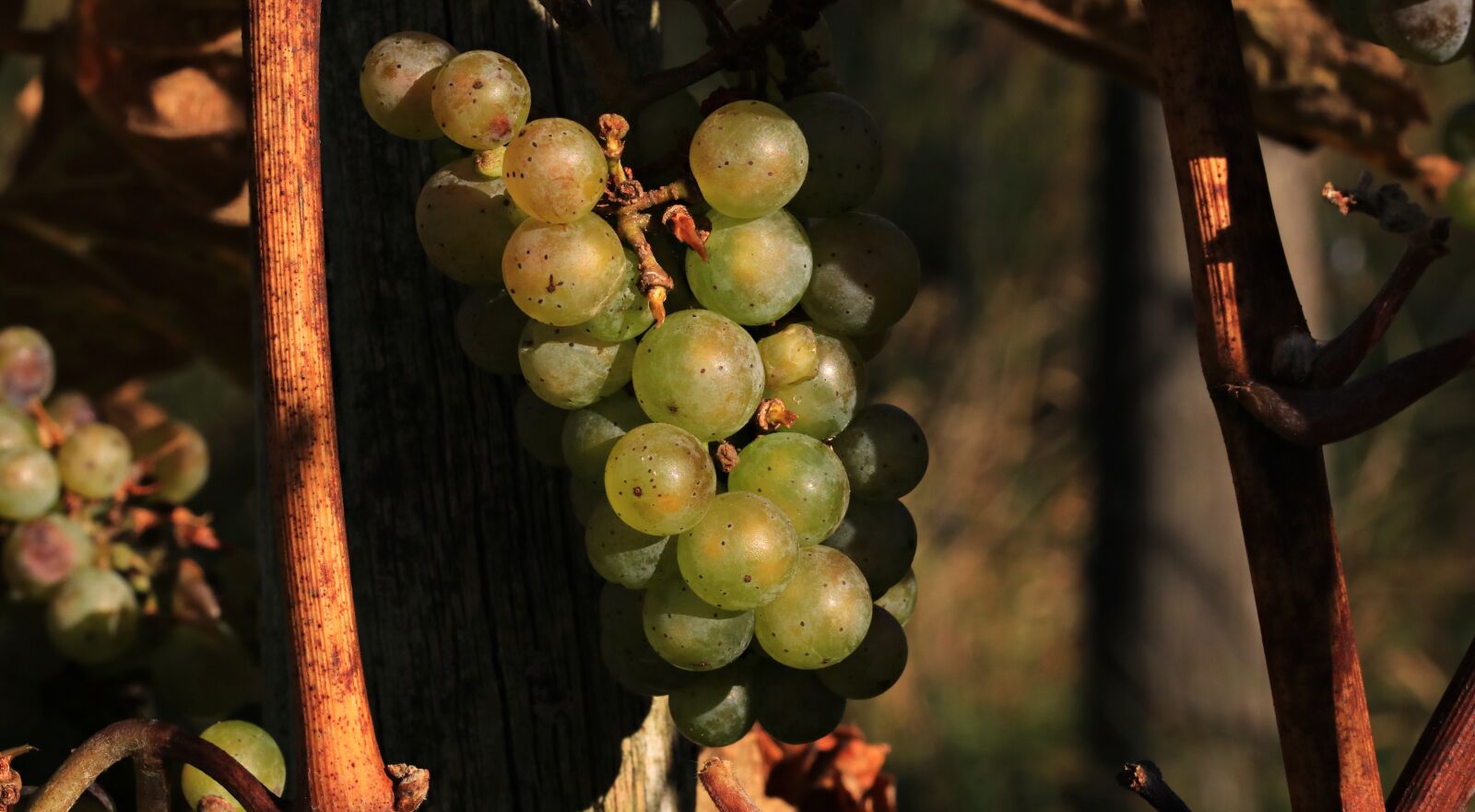 Canon EOS 80D sample photo. Grapes, autumn, vines photography