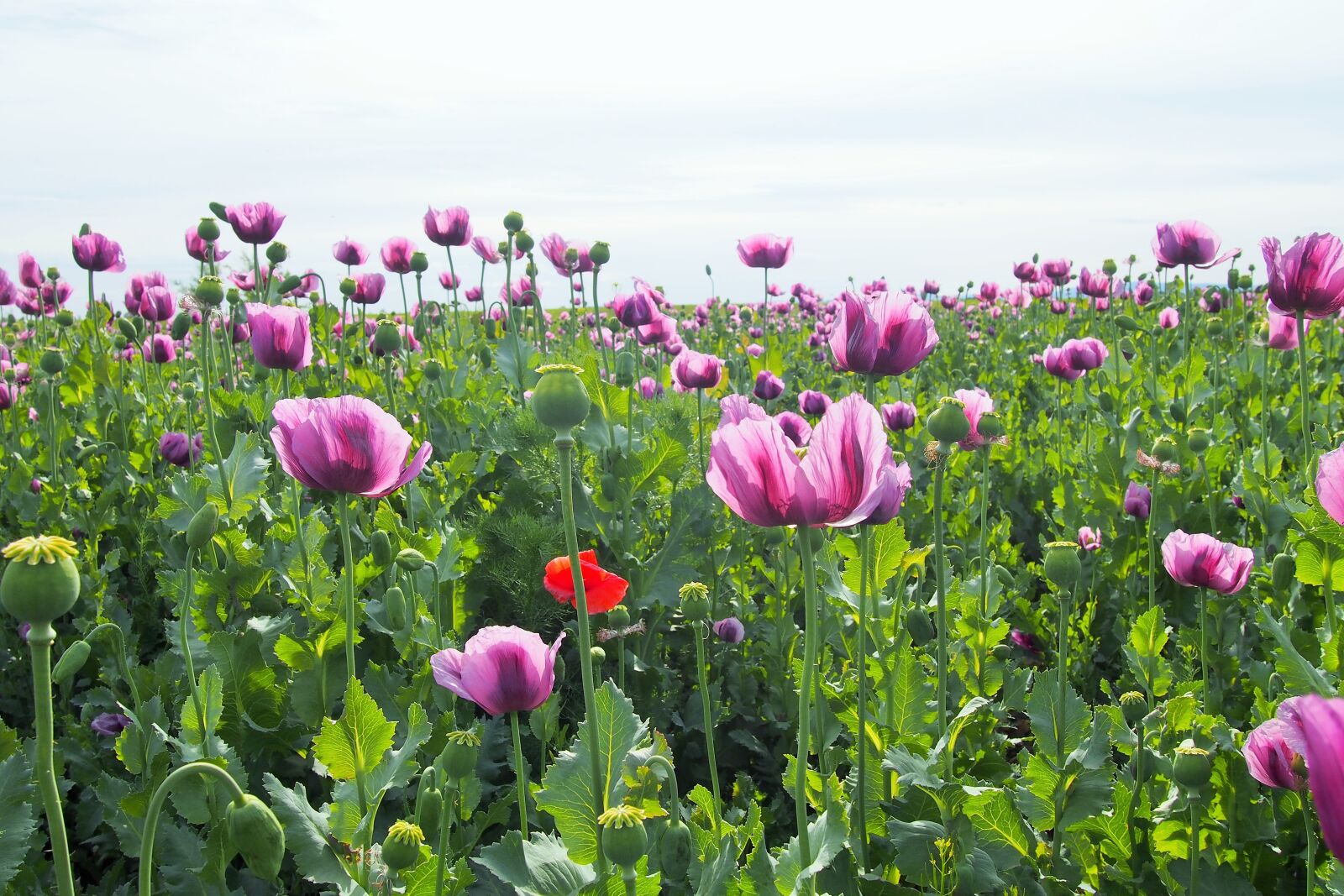 Olympus PEN E-PL6 sample photo. Poppy field, nature, flower photography