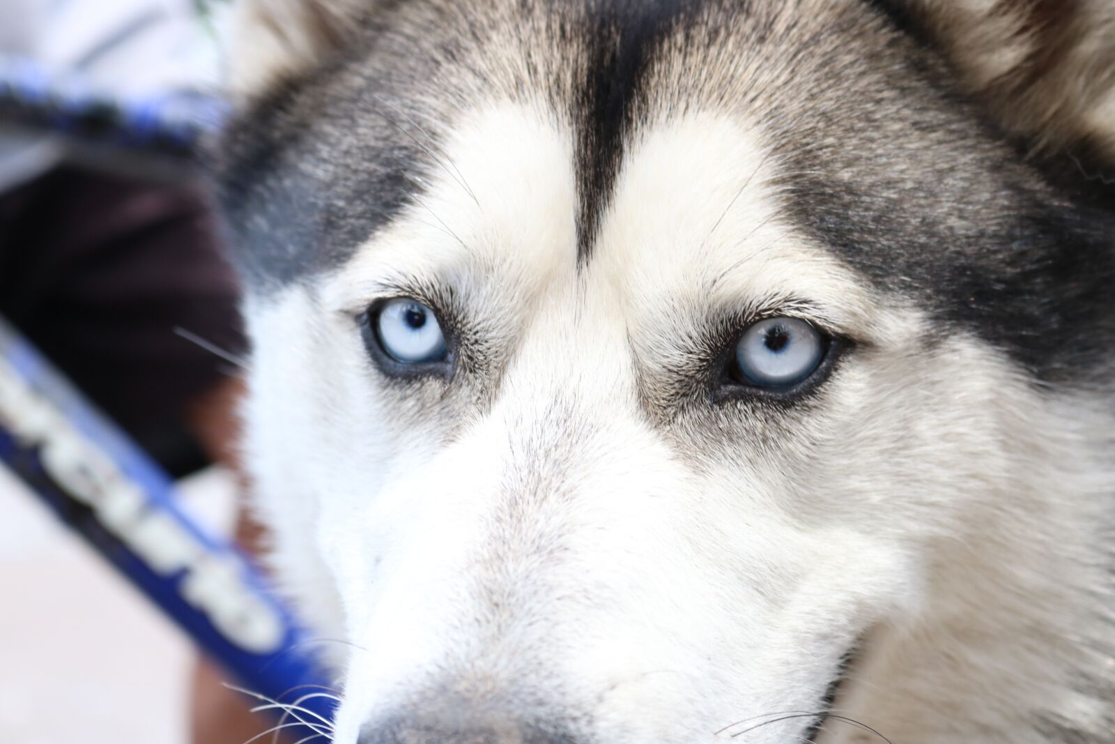 Canon EOS 750D (EOS Rebel T6i / EOS Kiss X8i) sample photo. Canis lupus familiaris, canidae photography