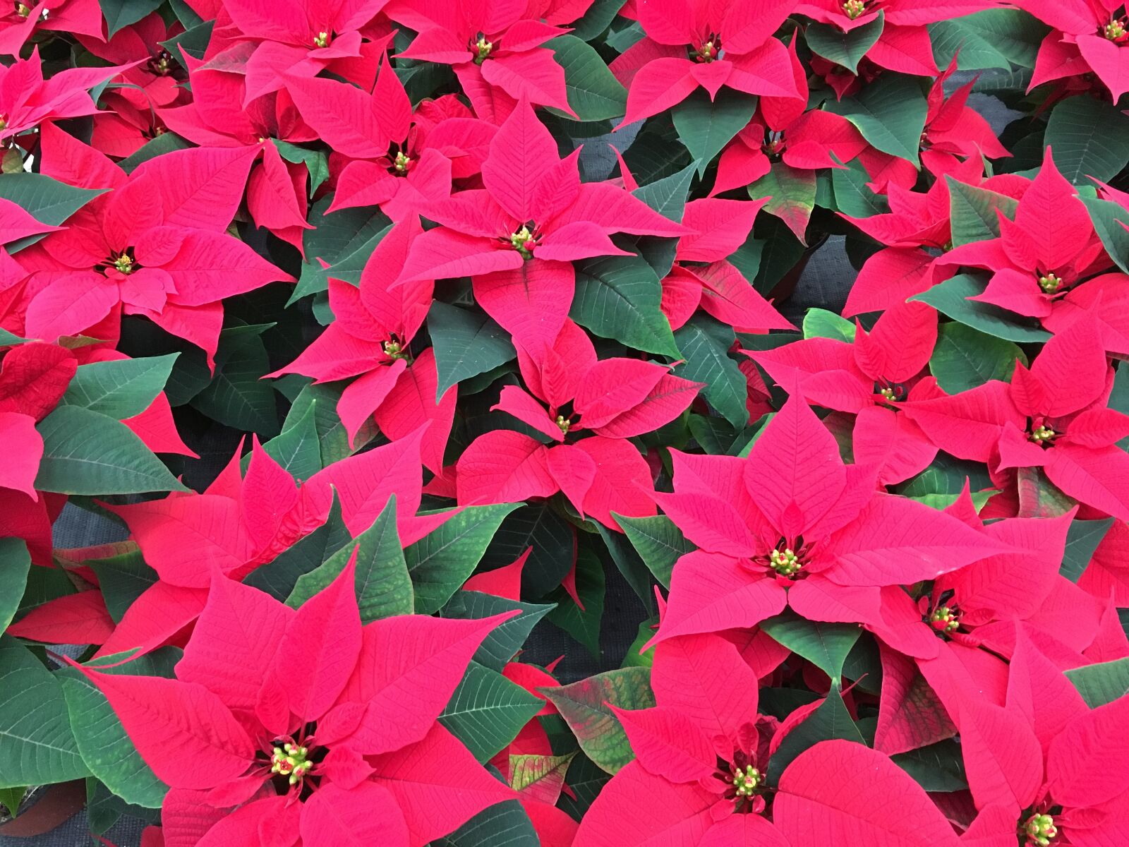 Apple iPhone 6s sample photo. Poinsettia, flowers, christmas photography