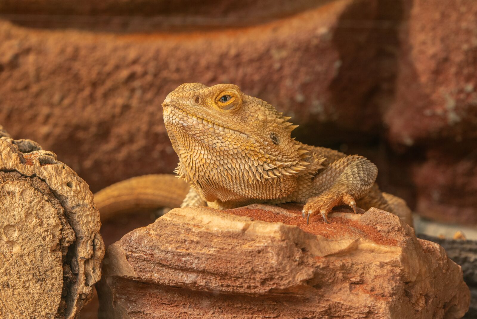 Nikon D500 sample photo. Hir, zoo, terrarium photography