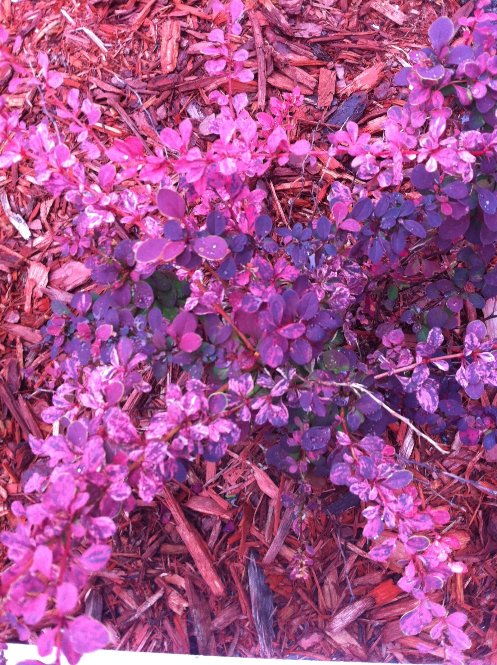Apple iPhone 4 sample photo