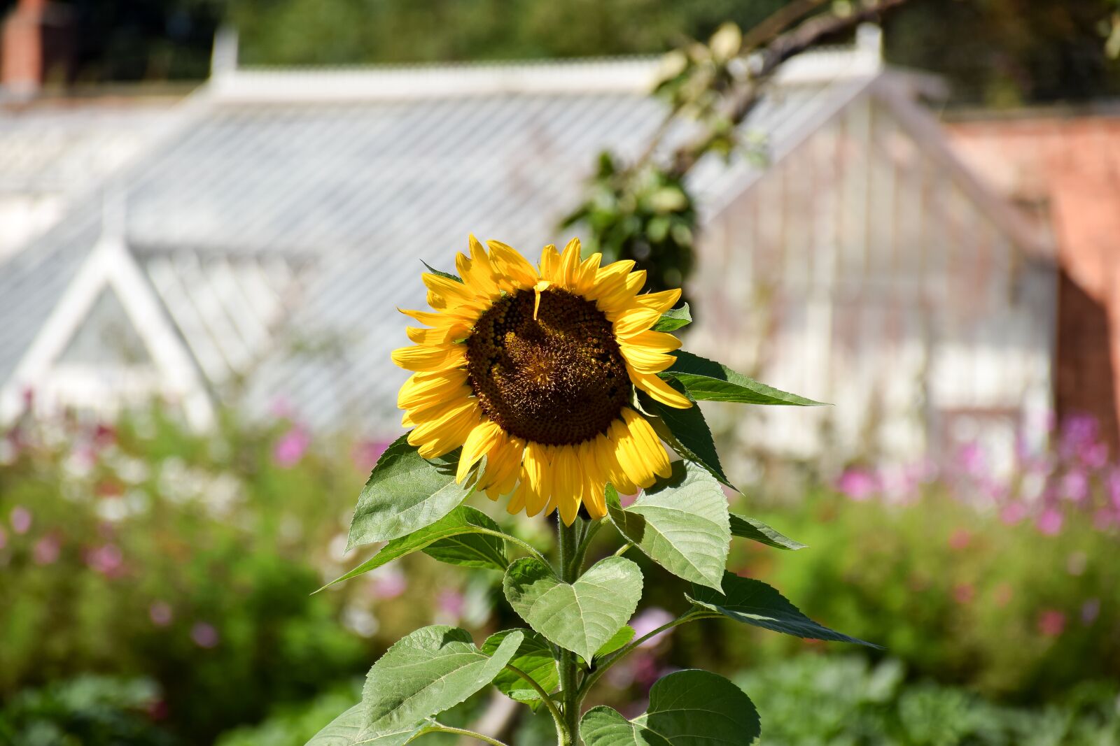 Nikon D5300 sample photo. Greenhouse, walled garden, sunflower photography