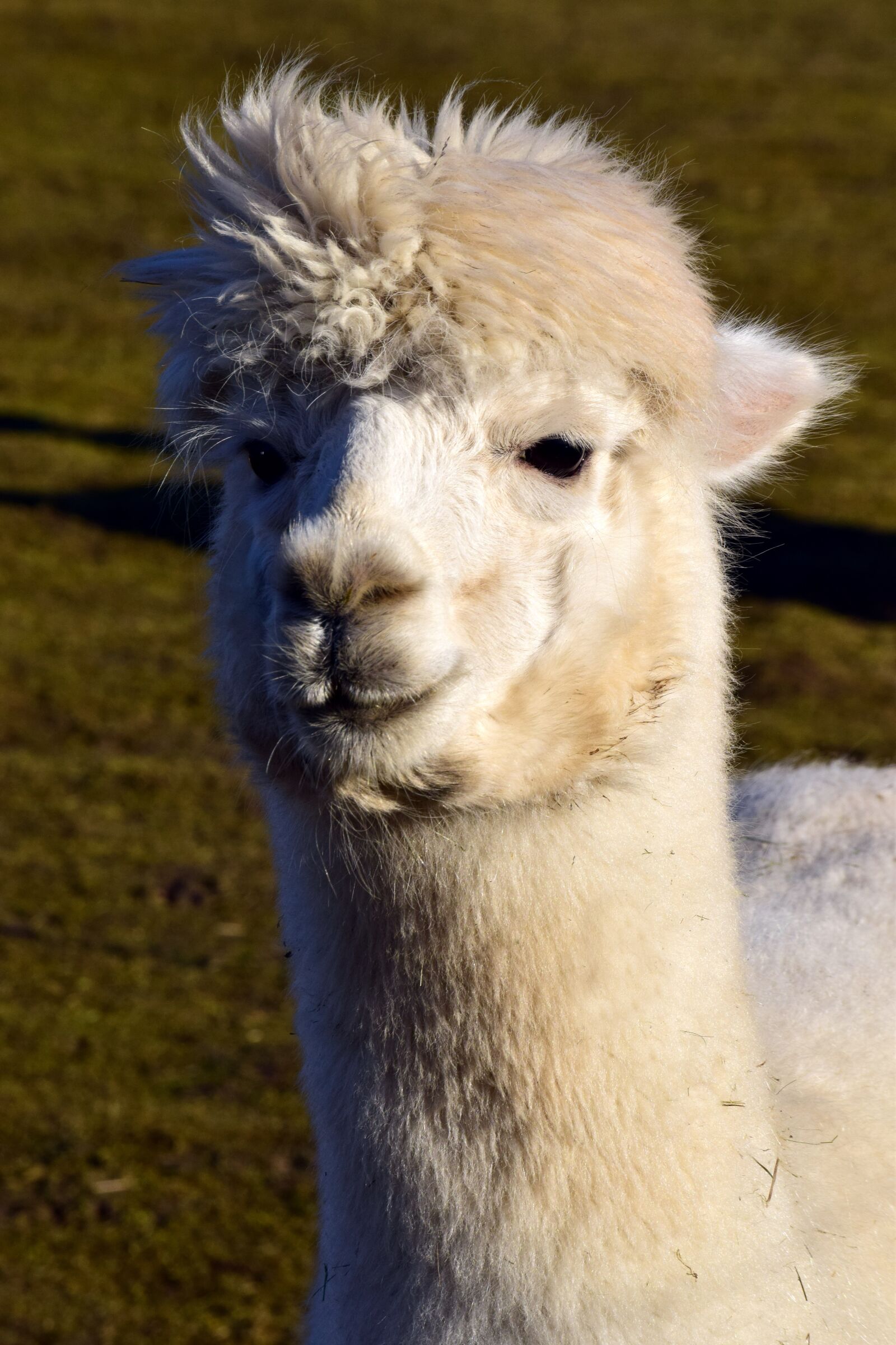 Nikon D3300 sample photo. Mammal, wool, alpaca photography
