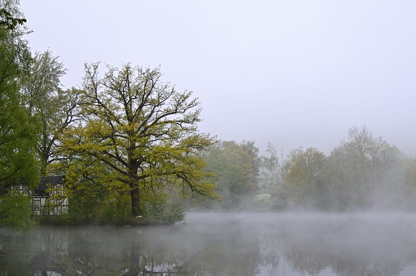 Nikon D5600 sample photo. Nature, park lake, morning photography