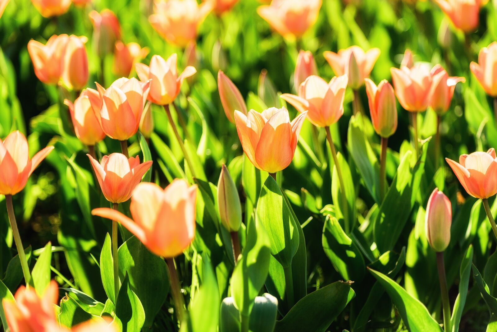 Nikon D750 sample photo. Tulips, spring, flowers photography