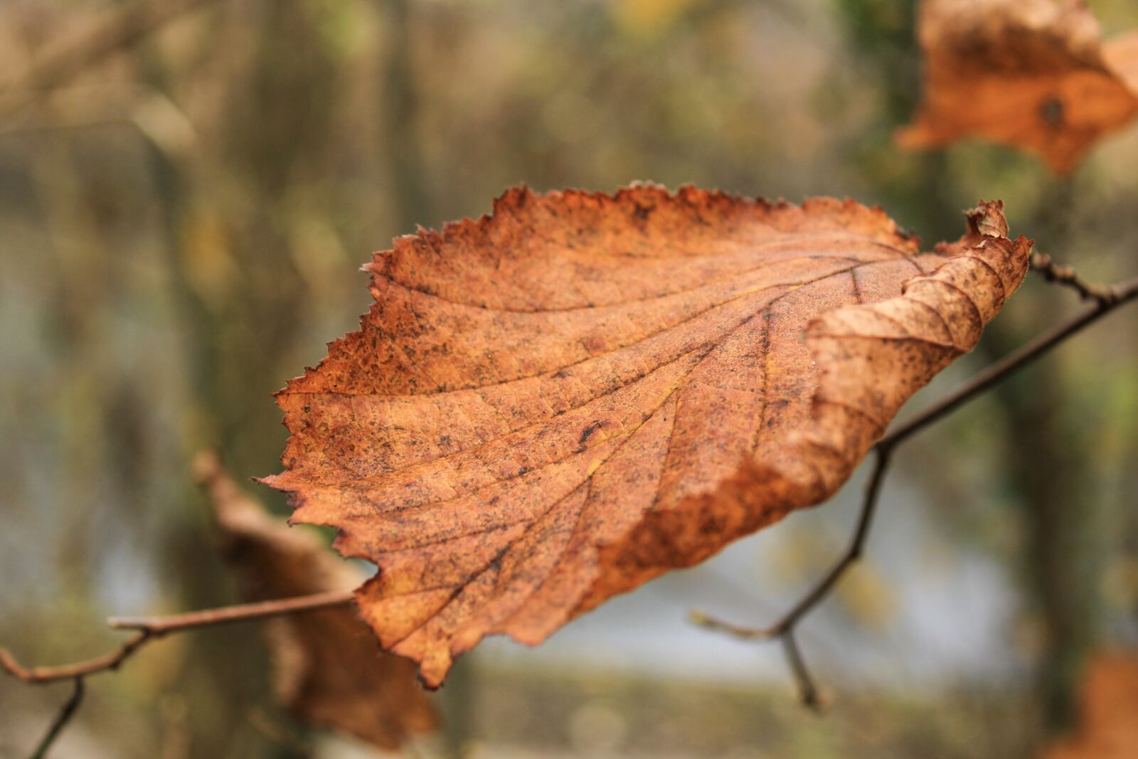 Canon EOS 2000D (EOS Rebel T7 / EOS Kiss X90 / EOS 1500D) sample photo. Autumn, color leaf, autumn photography