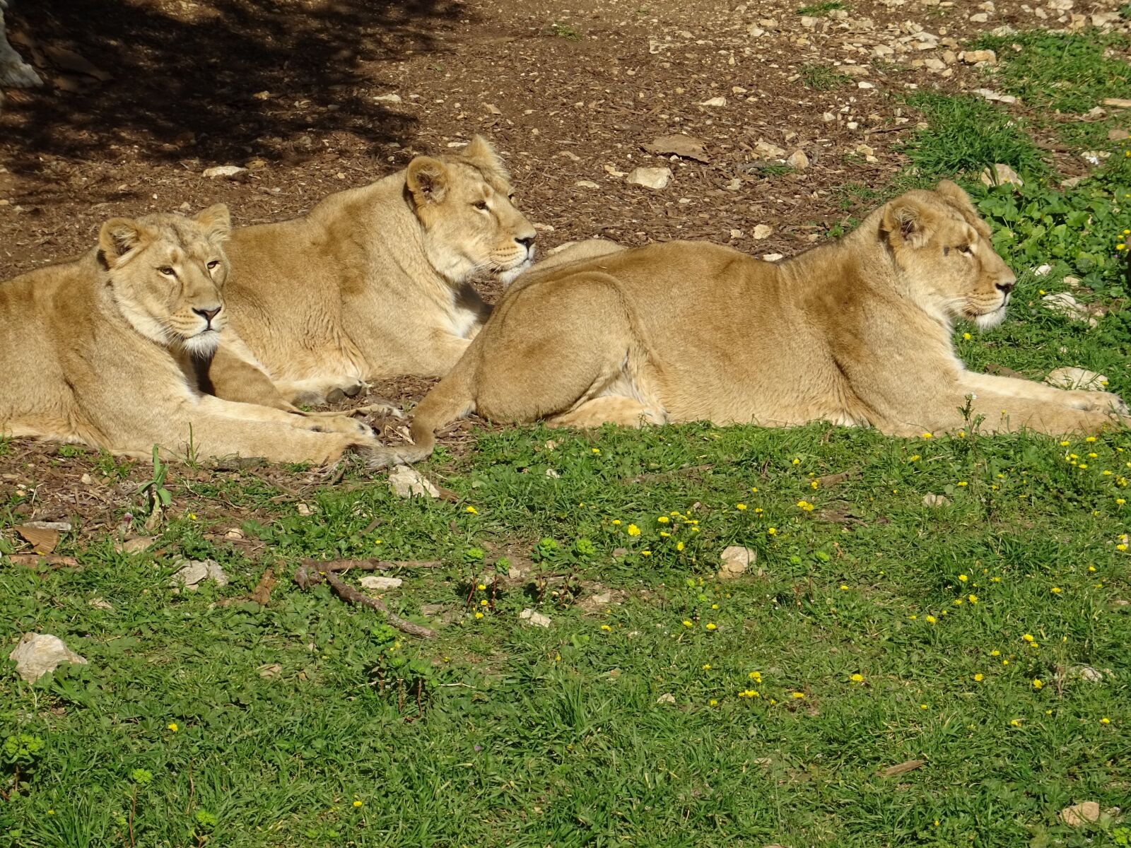 Sony DSC-HX60 sample photo. Lionesses, savannah, africa photography