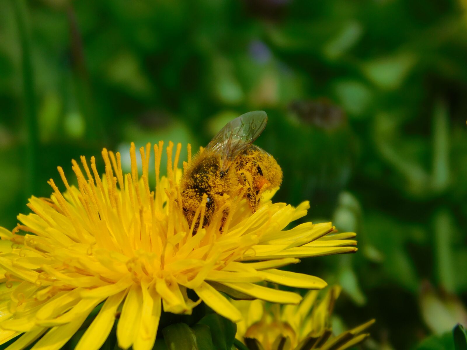 Nikon Coolpix B500 sample photo. Flowers, bee, spring photography