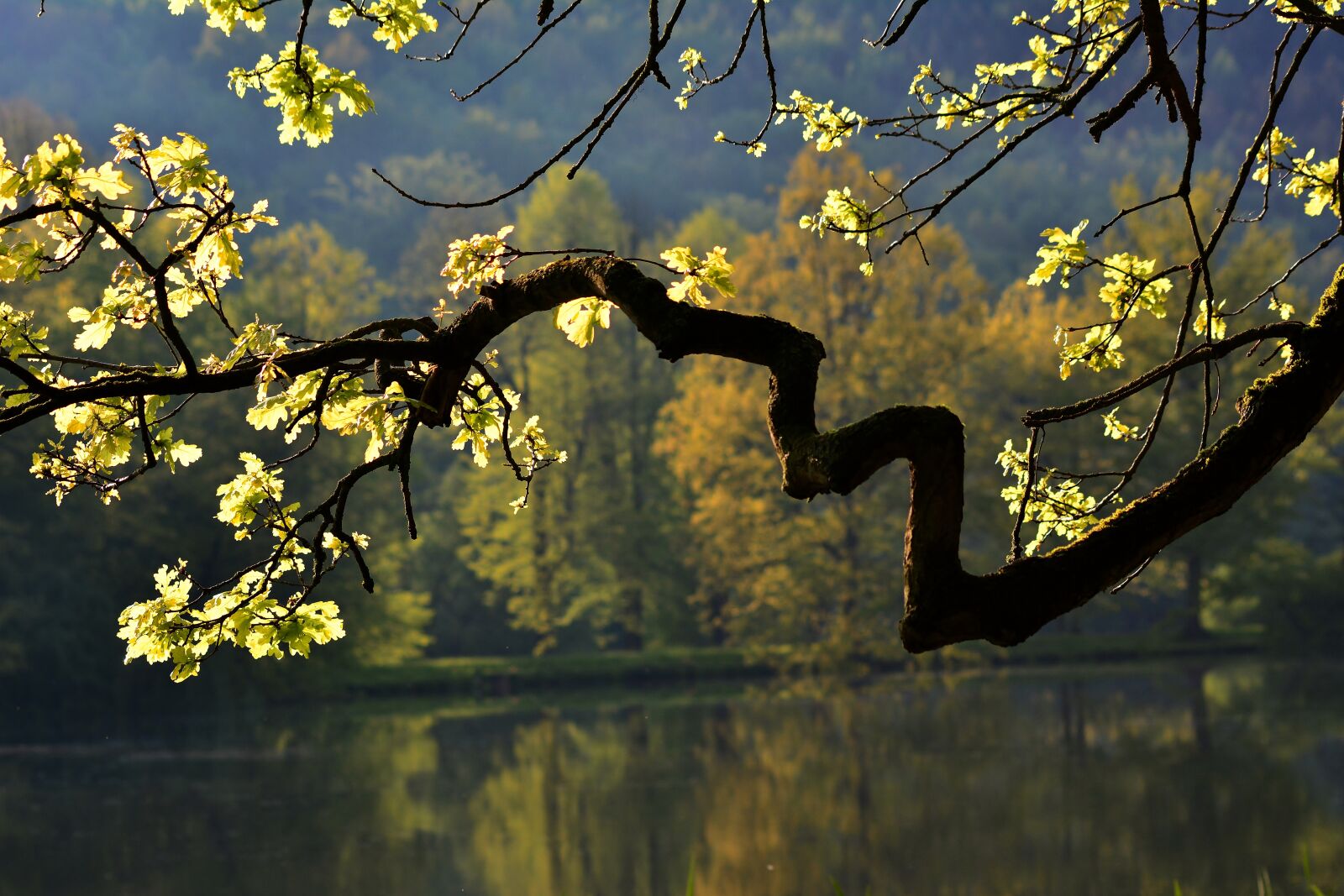 Nikon D5200 sample photo. Tree, branch, lake photography