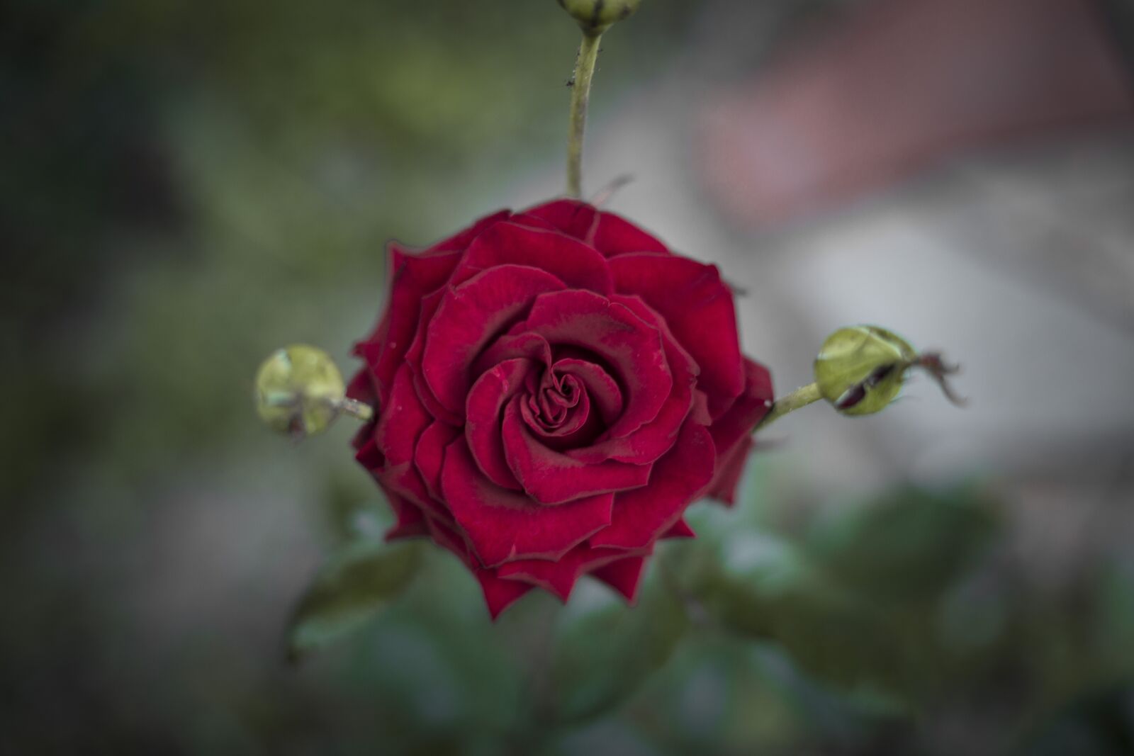 Canon EOS 6D + Canon EF 50mm F1.4 USM sample photo. Rose, flower, red photography