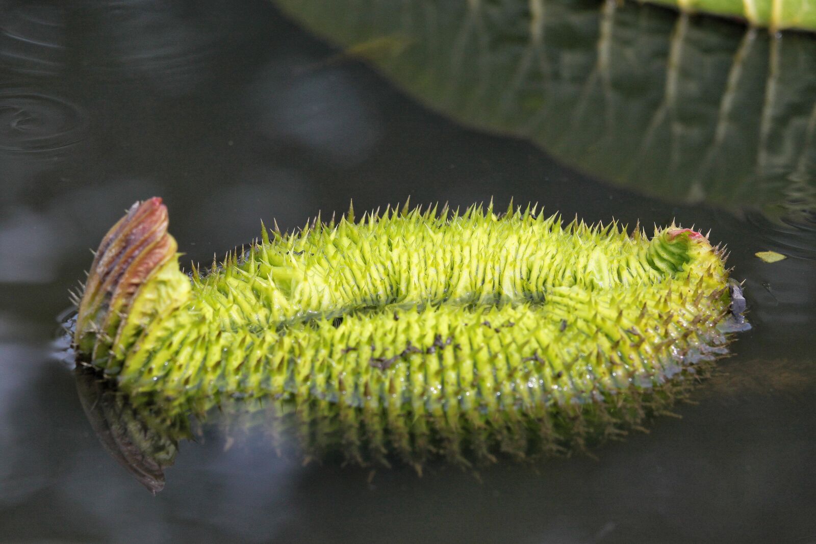 Canon EOS 500D (EOS Rebel T1i / EOS Kiss X3) sample photo. 蓮 leaf, aquatic plants, summer photography