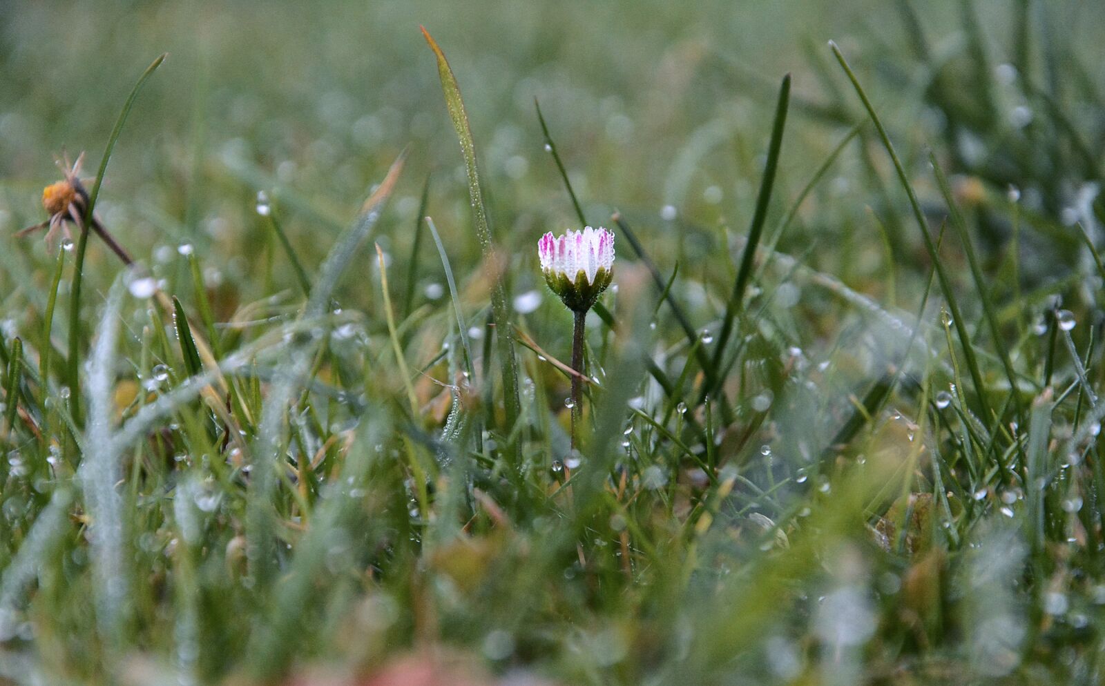Nikon D5200 sample photo. Nature, grass, meadow photography