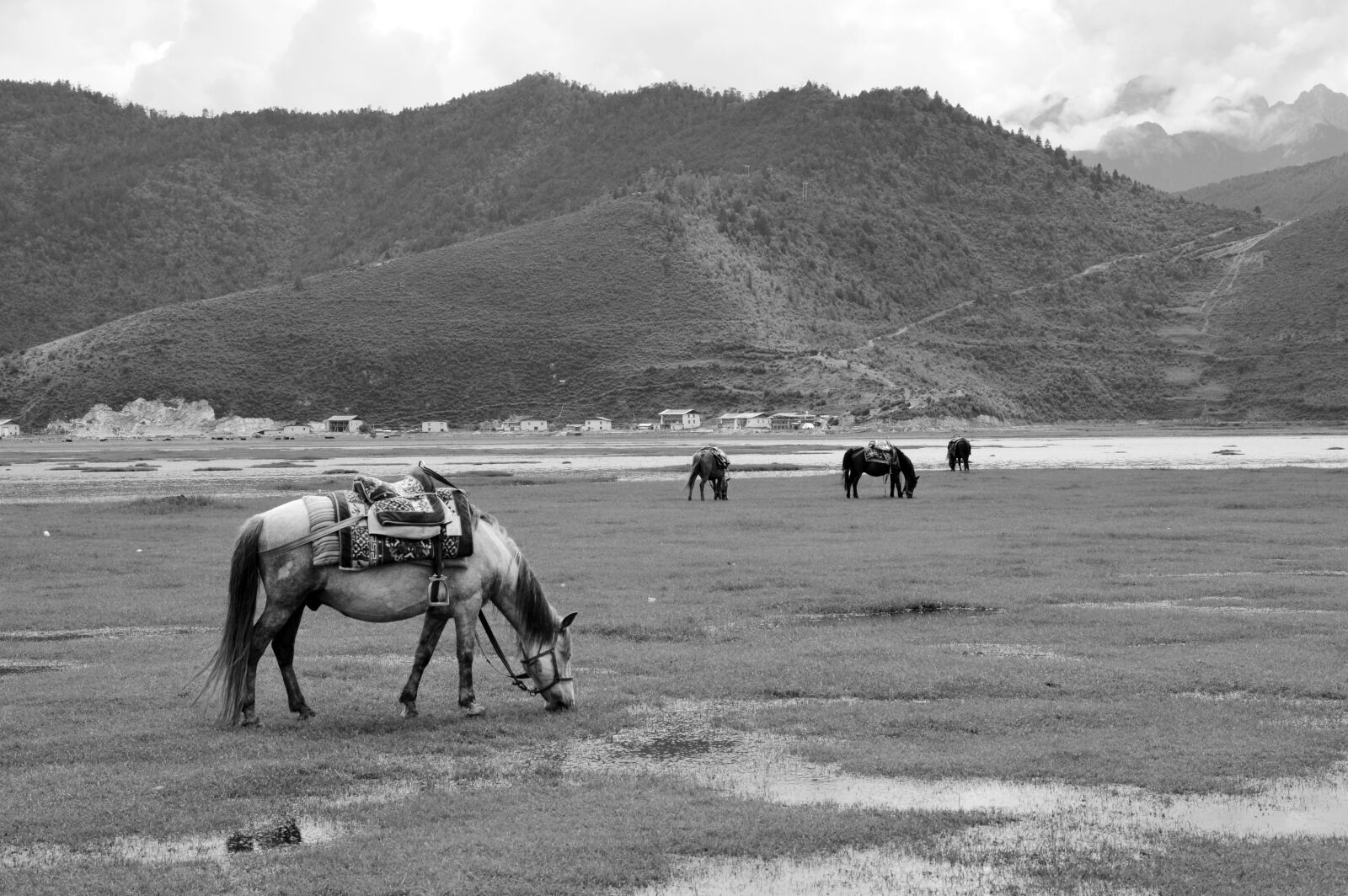 Nikon D3200 sample photo. In yunnan province, prairie photography