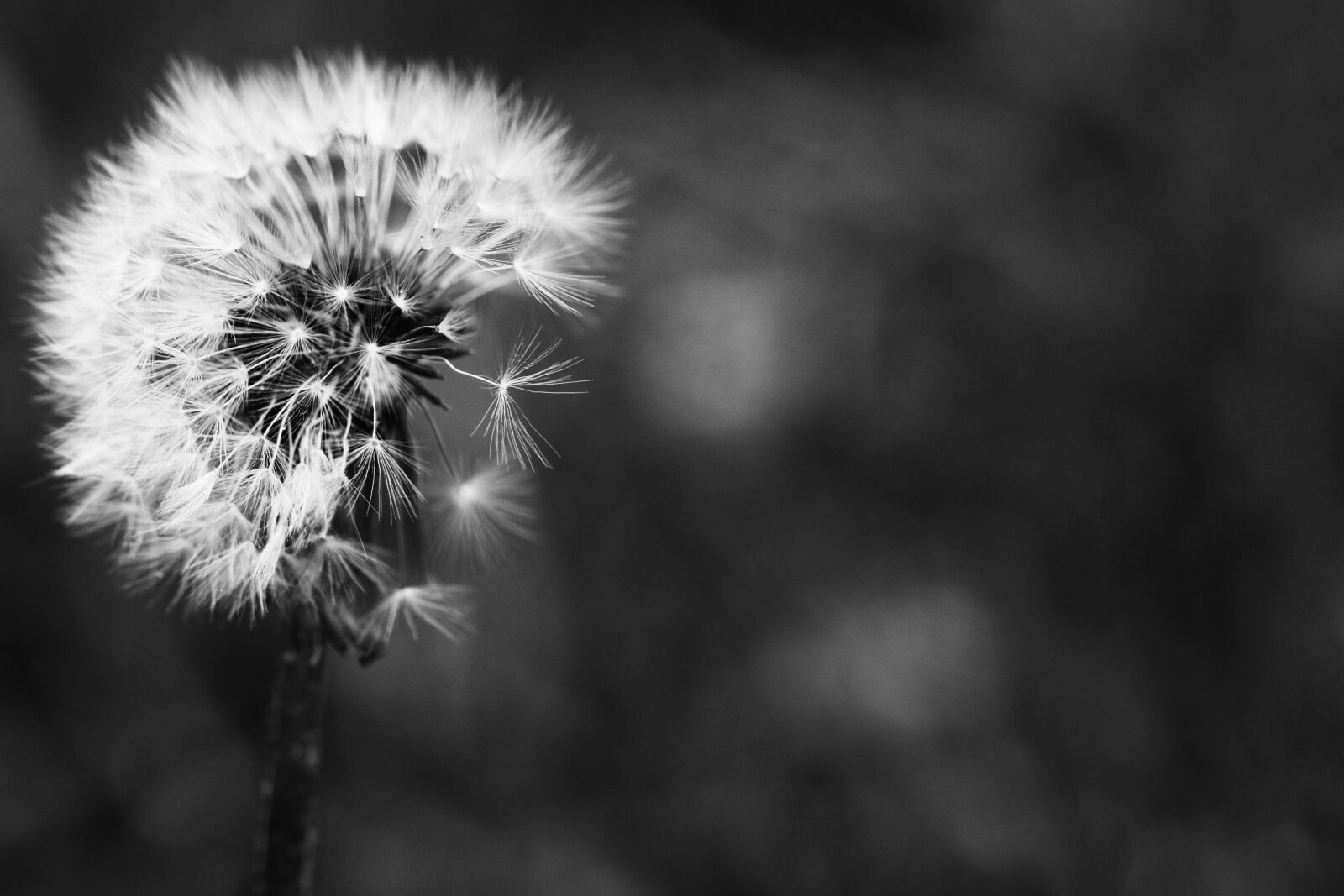 Canon EOS 7D Mark II sample photo. Dandelion, spring flower, macro photography