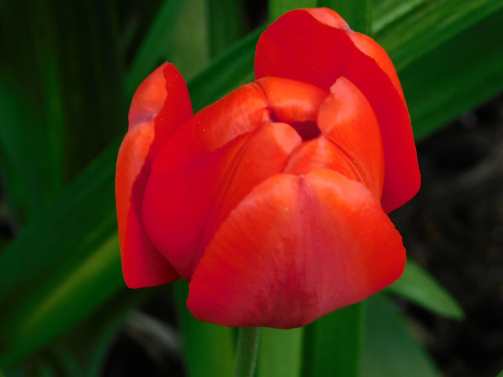 Nikon Coolpix B500 sample photo. Red, flower, tulip photography