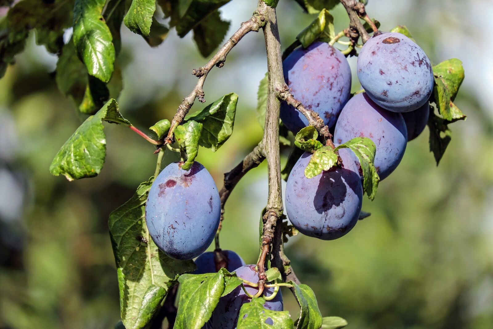 Fujifilm X-T10 + Fujifilm XC 50-230mm F4.5-6.7 OIS sample photo. Plum, plums, fruit photography