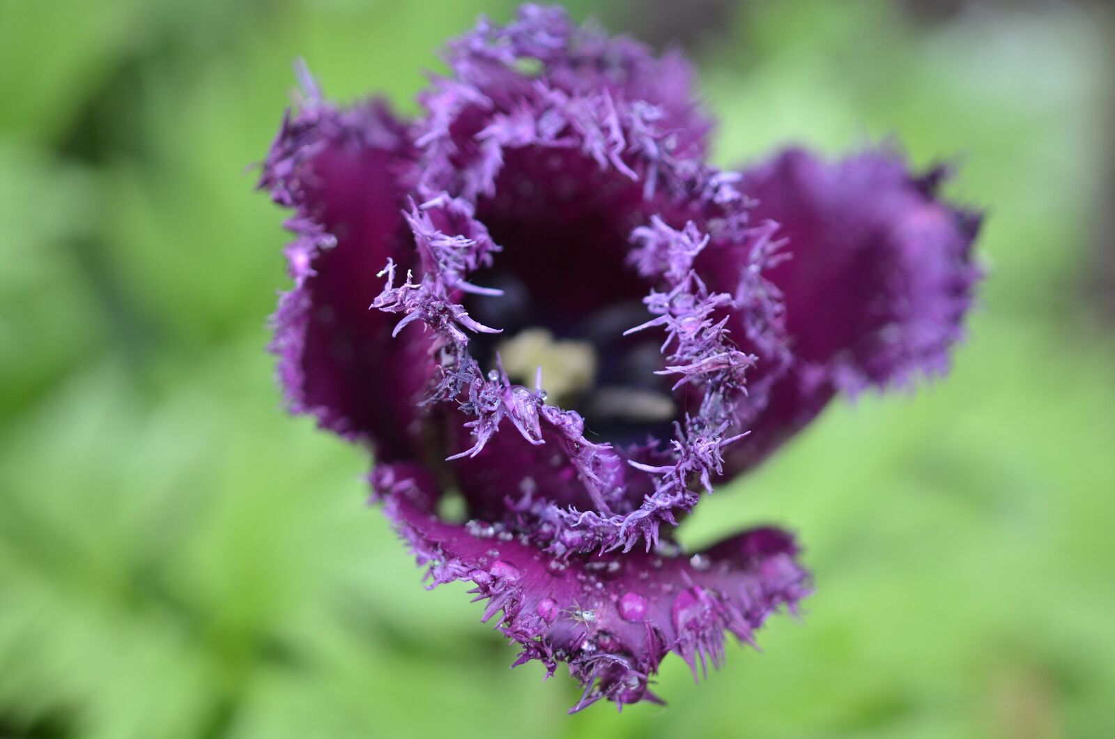 Nikon D7000 sample photo. Tulip, natur, flowers photography