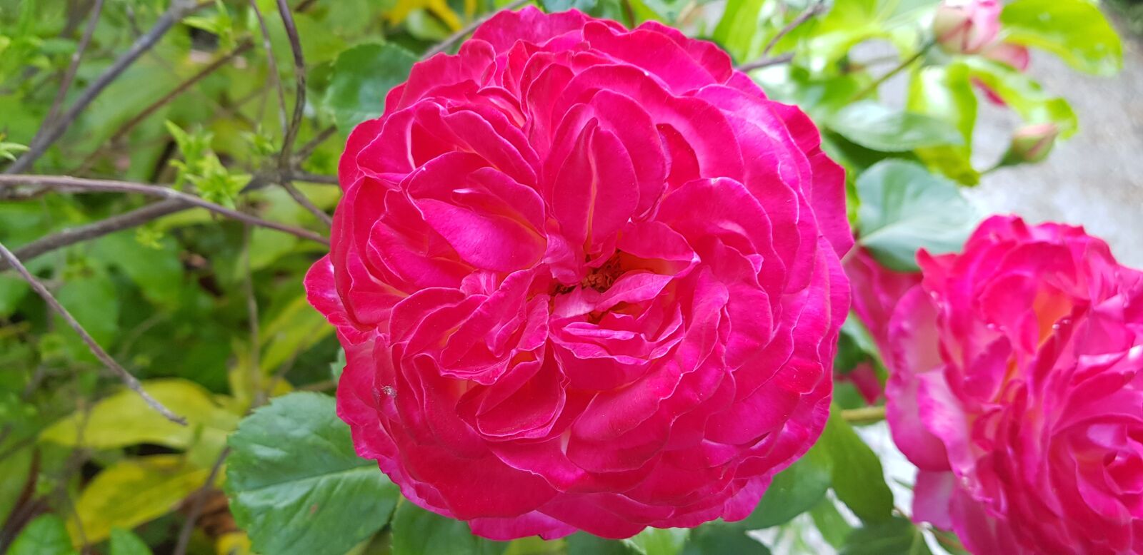 Samsung Galaxy S8+ sample photo. Nature, rosa, corolla multipetali photography